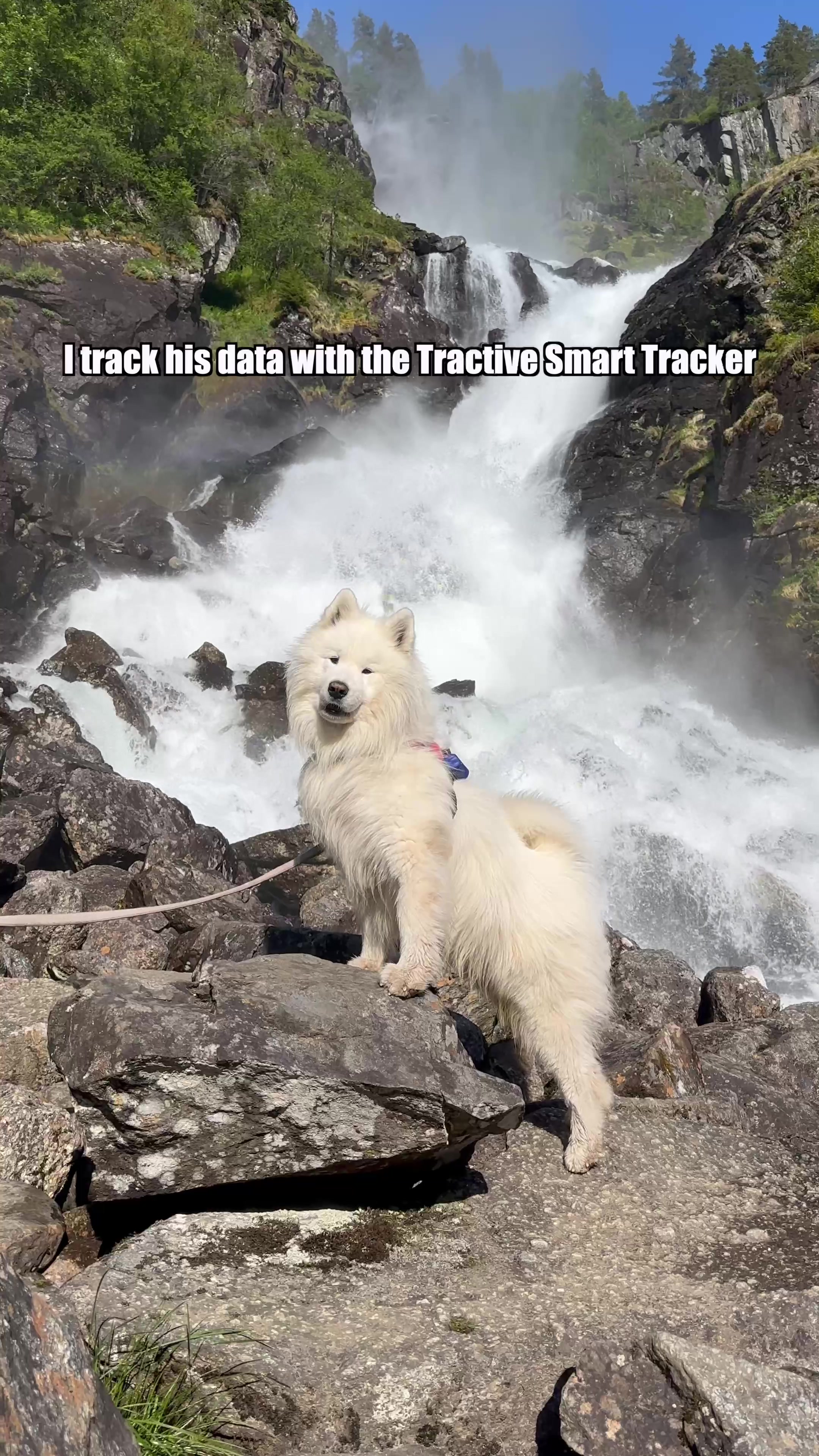 @wanderlust_samoyed