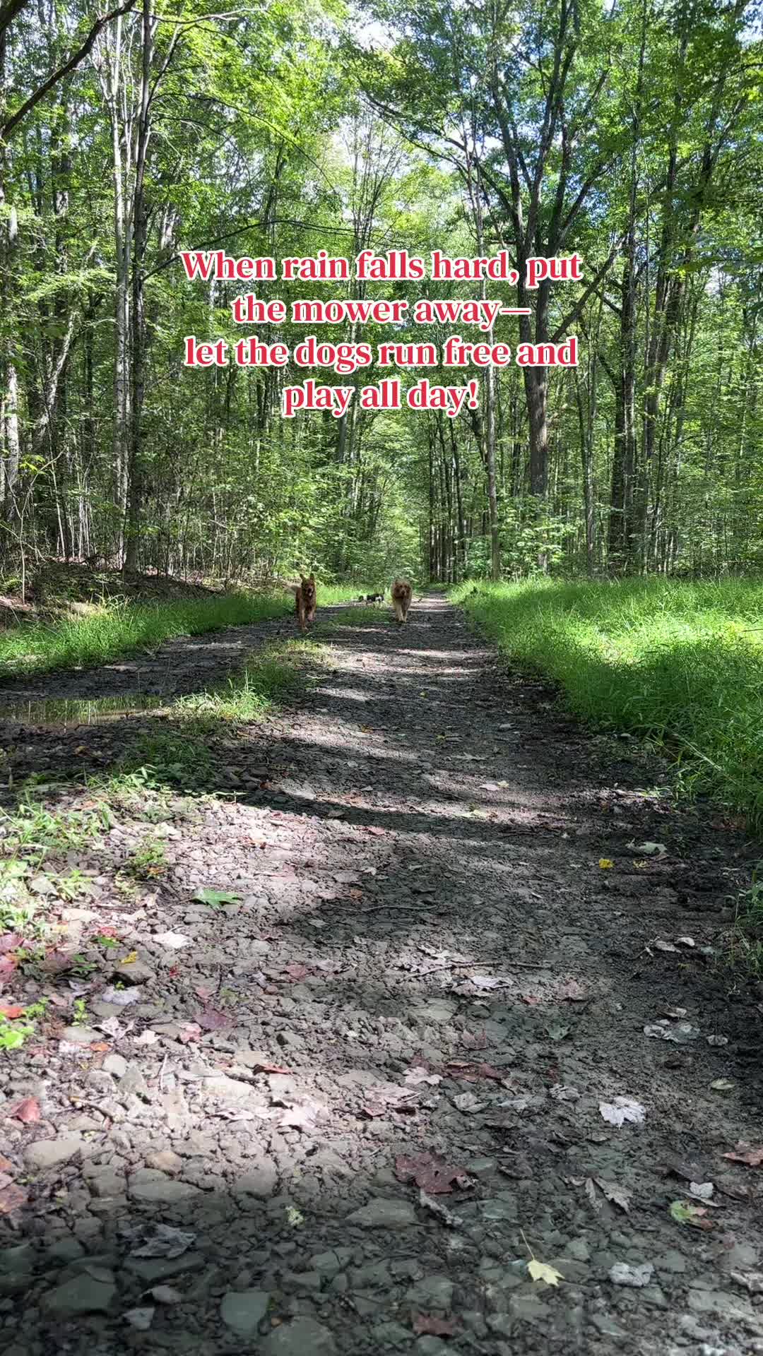 @Huskyfella
