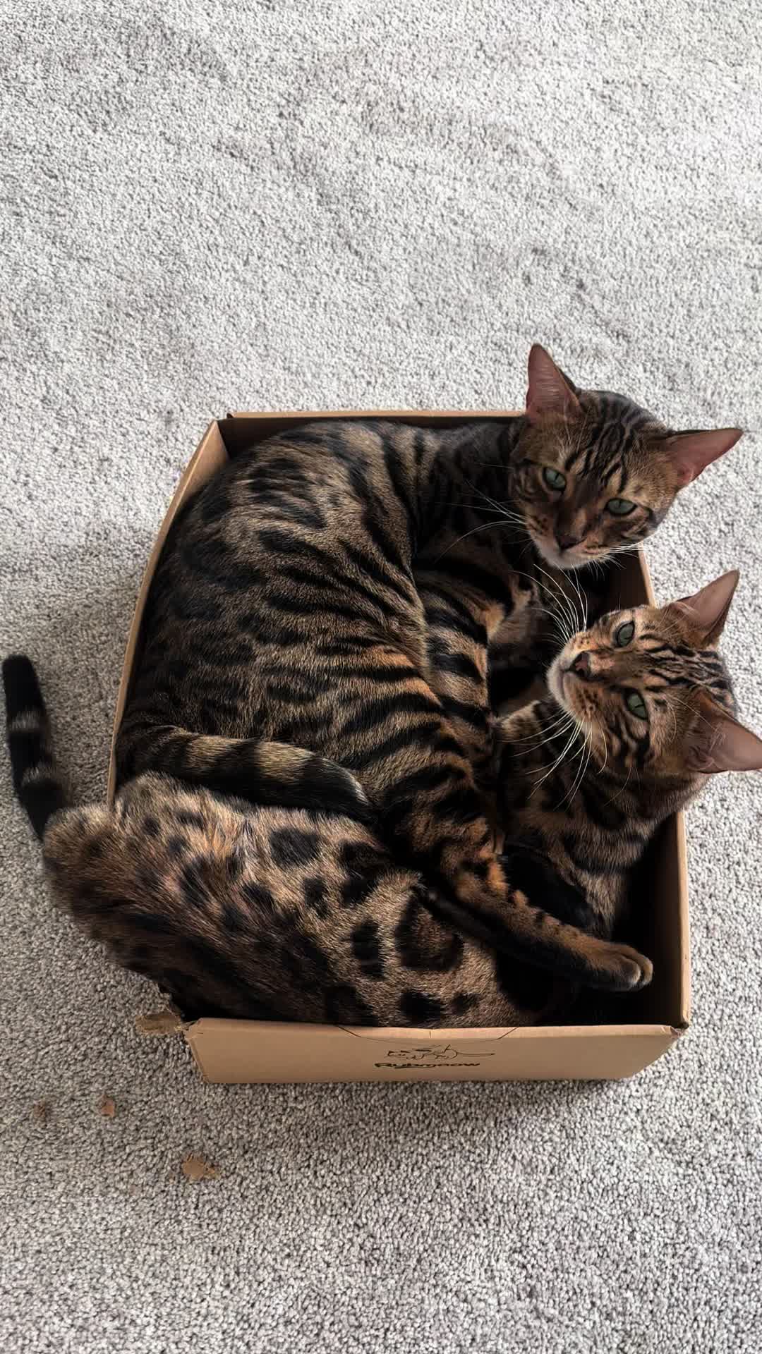 @Tiny Leopard Cats