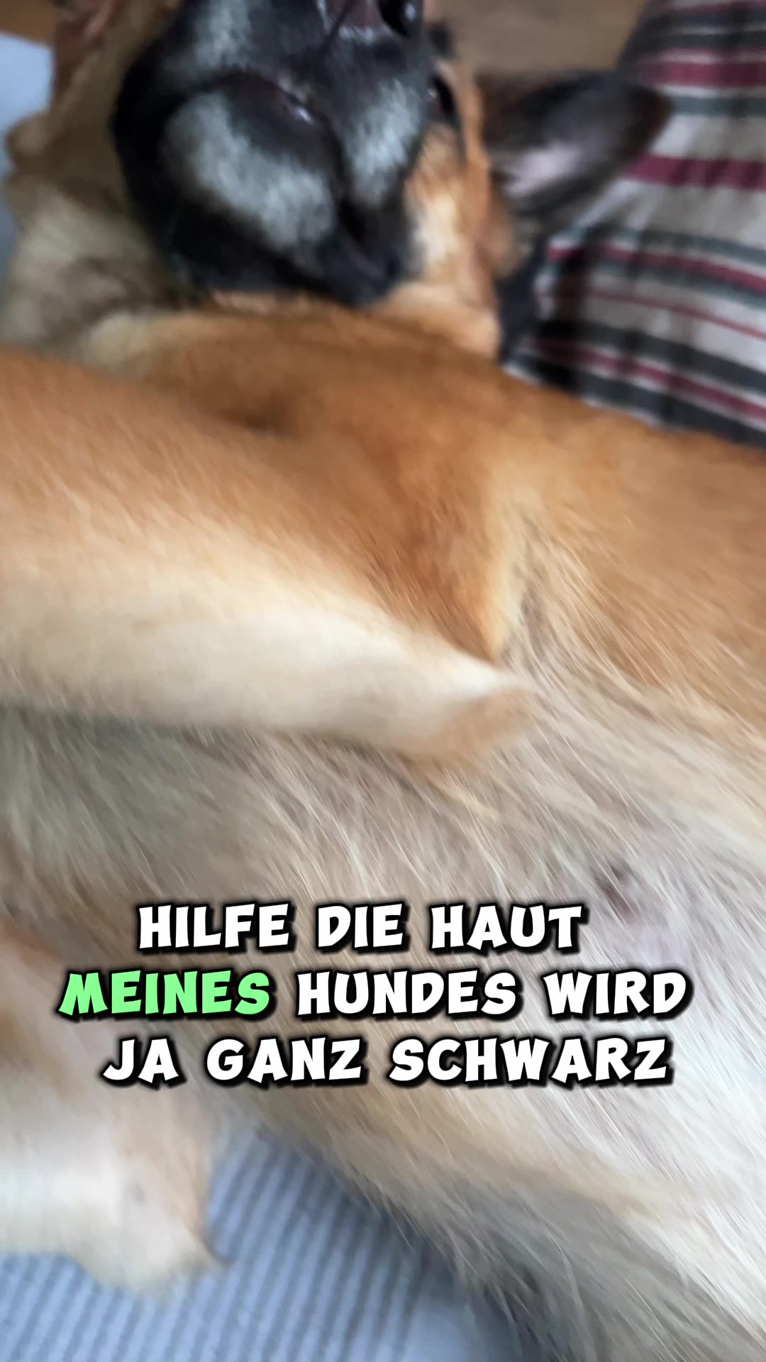 @INSAbenteuerHund