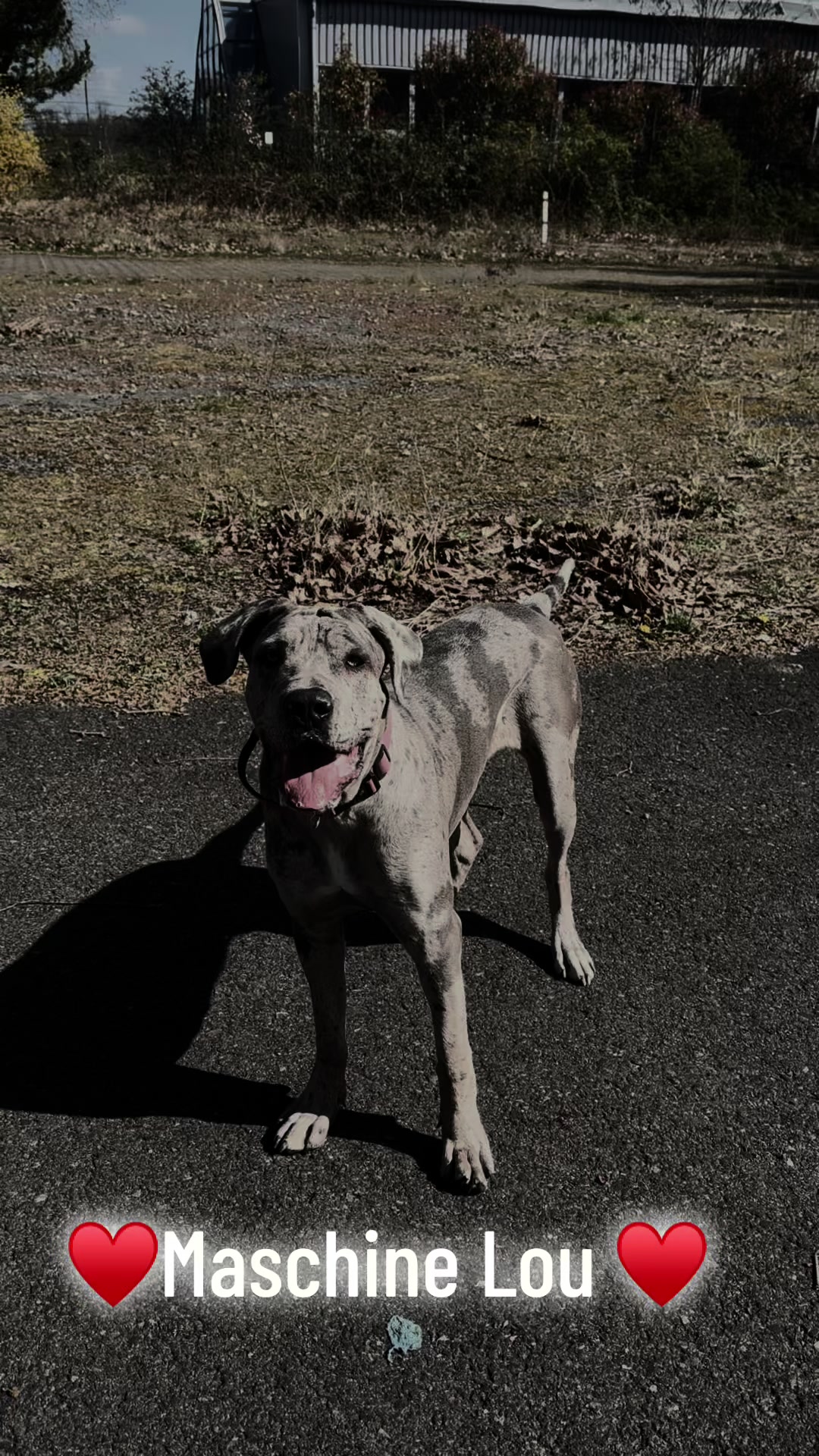 @✨Lou~CaNeCorSo✨