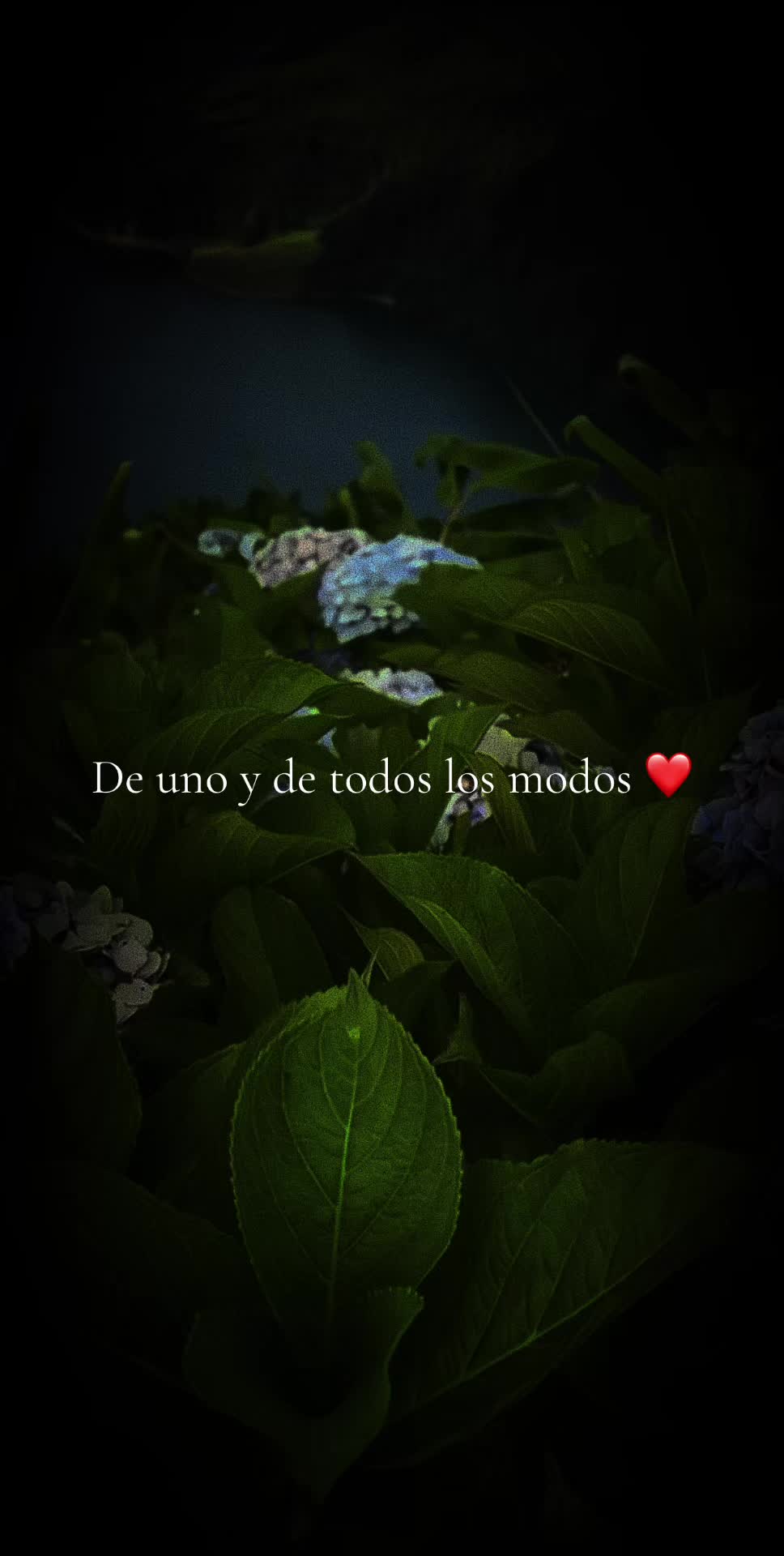 @✨️
