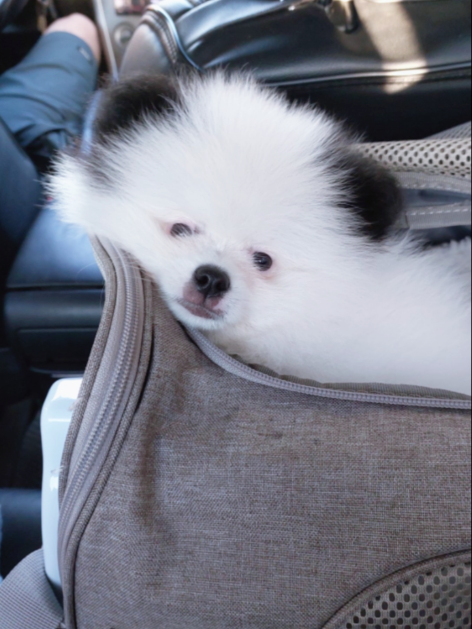@Миша🐶 Стеша😺 Дуня🐭