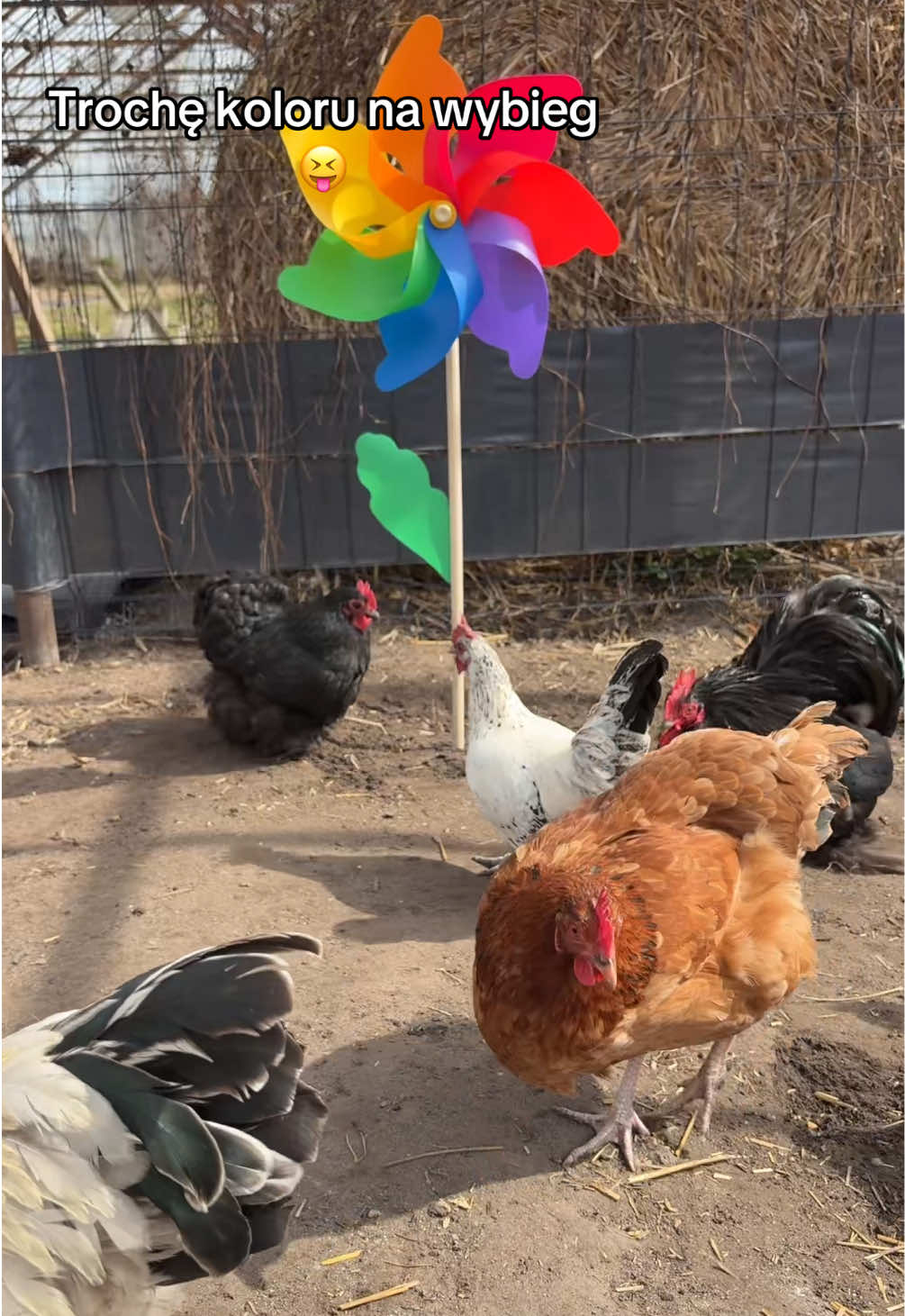 @hens🐔