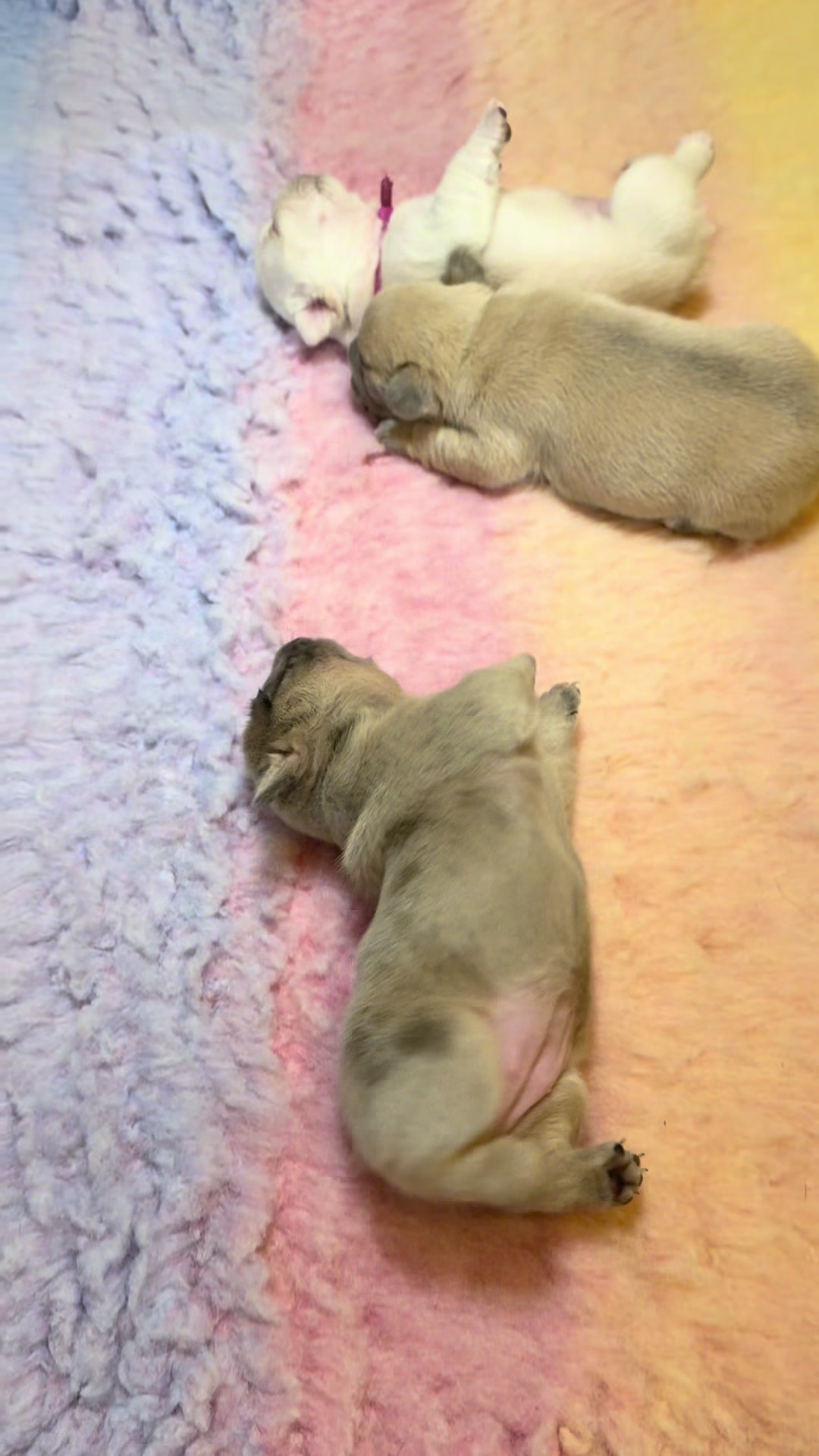 @ilborgodipintobulldog