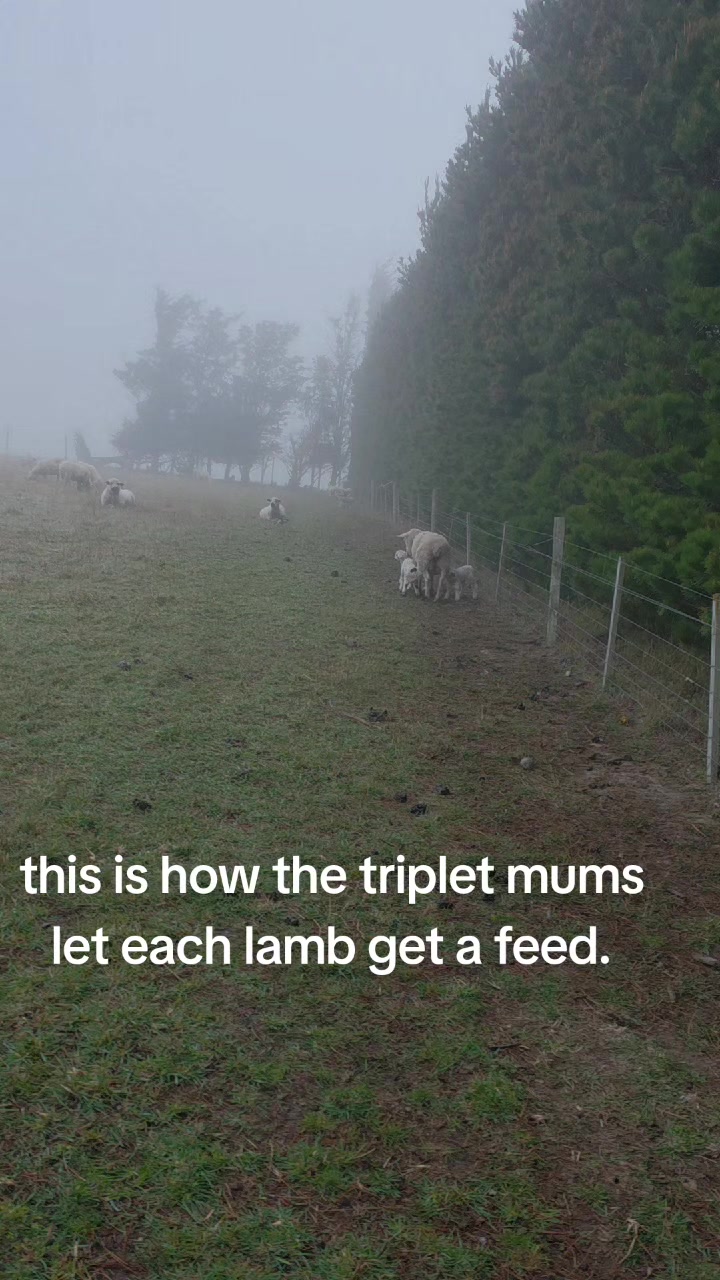 @Elfelms🇦🇺