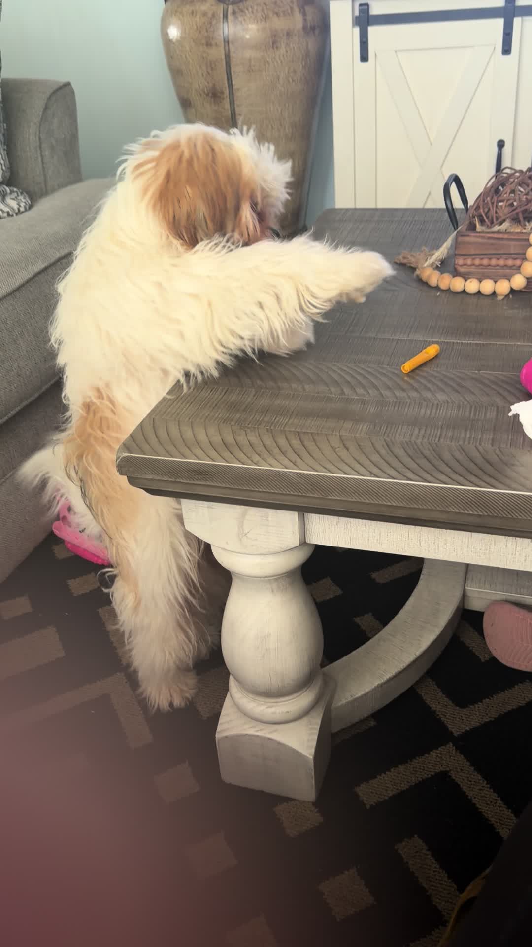@Crisp&iacute;n_y_mia_shihtzu_puppies.
