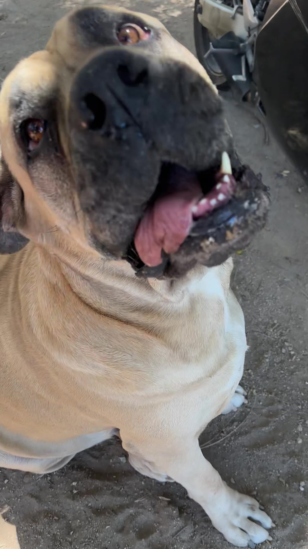 @Bigfoot Boerboels