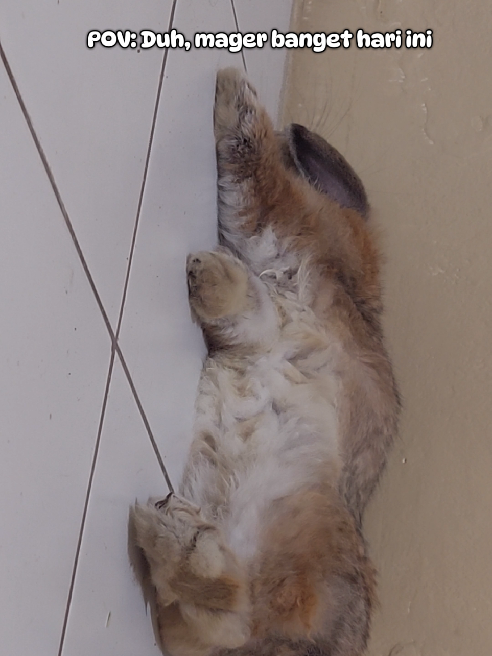 @Zada The Bunny