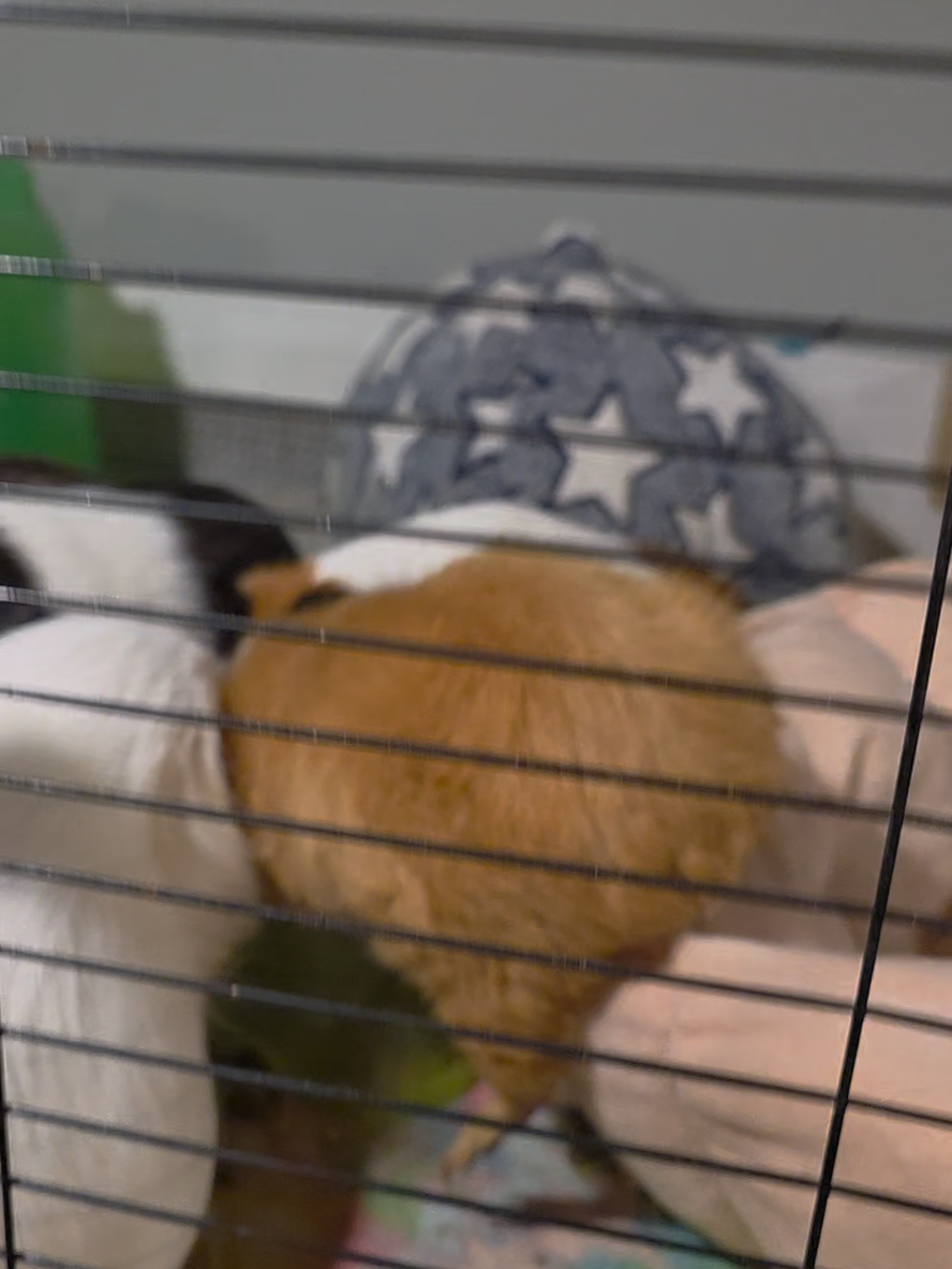 @♡GuineaPiggy♡