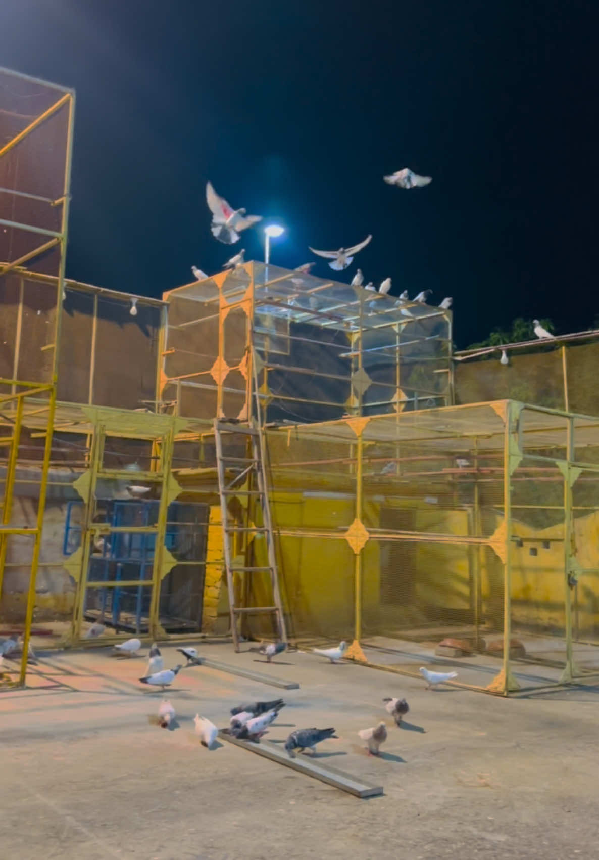 @Dar pigeons club