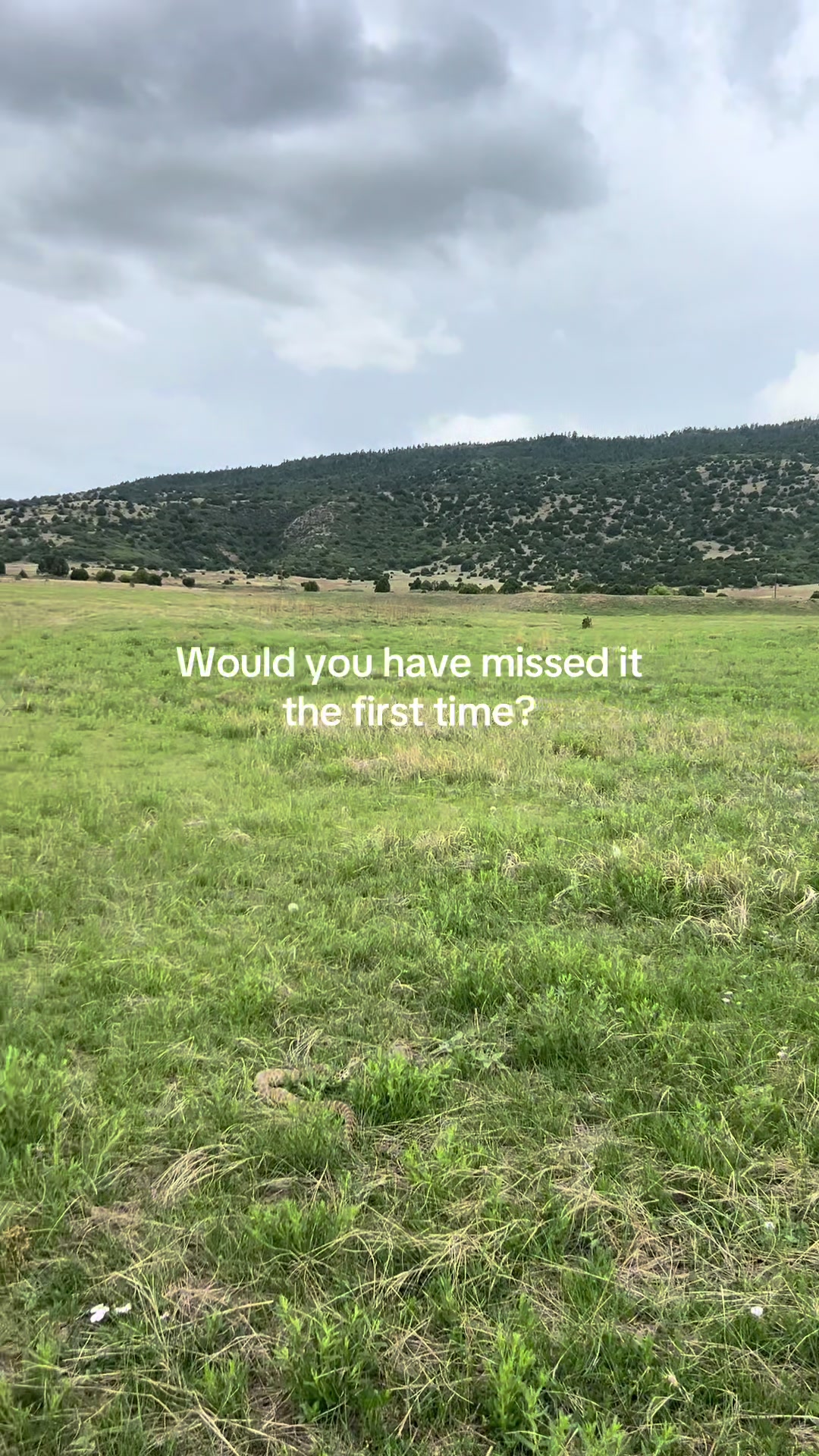 @cowgirlcommentary