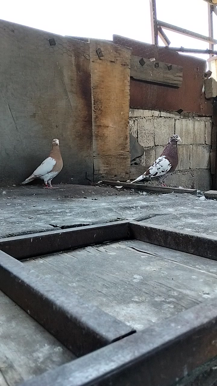 @Ertuğrul&Alparslan(Doktor)