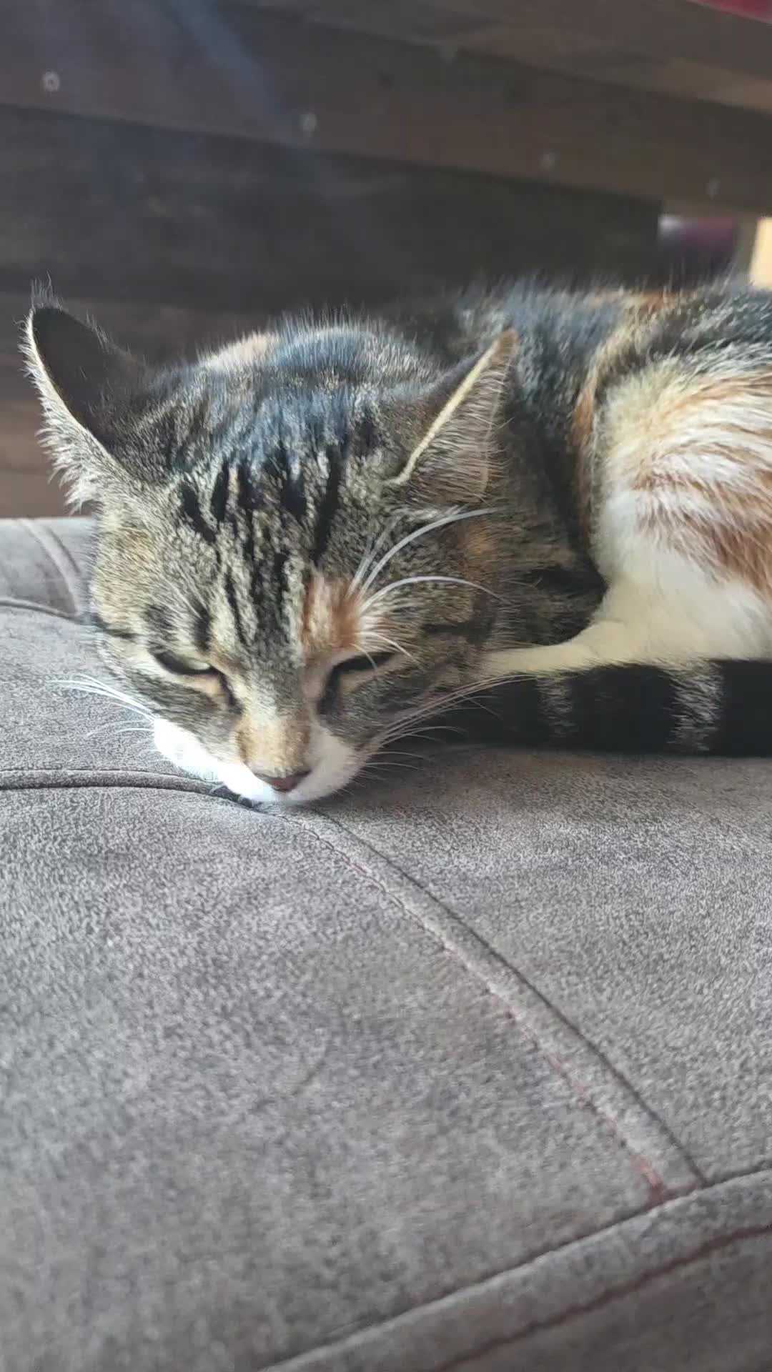 @diana🐱🐈🐈🐈