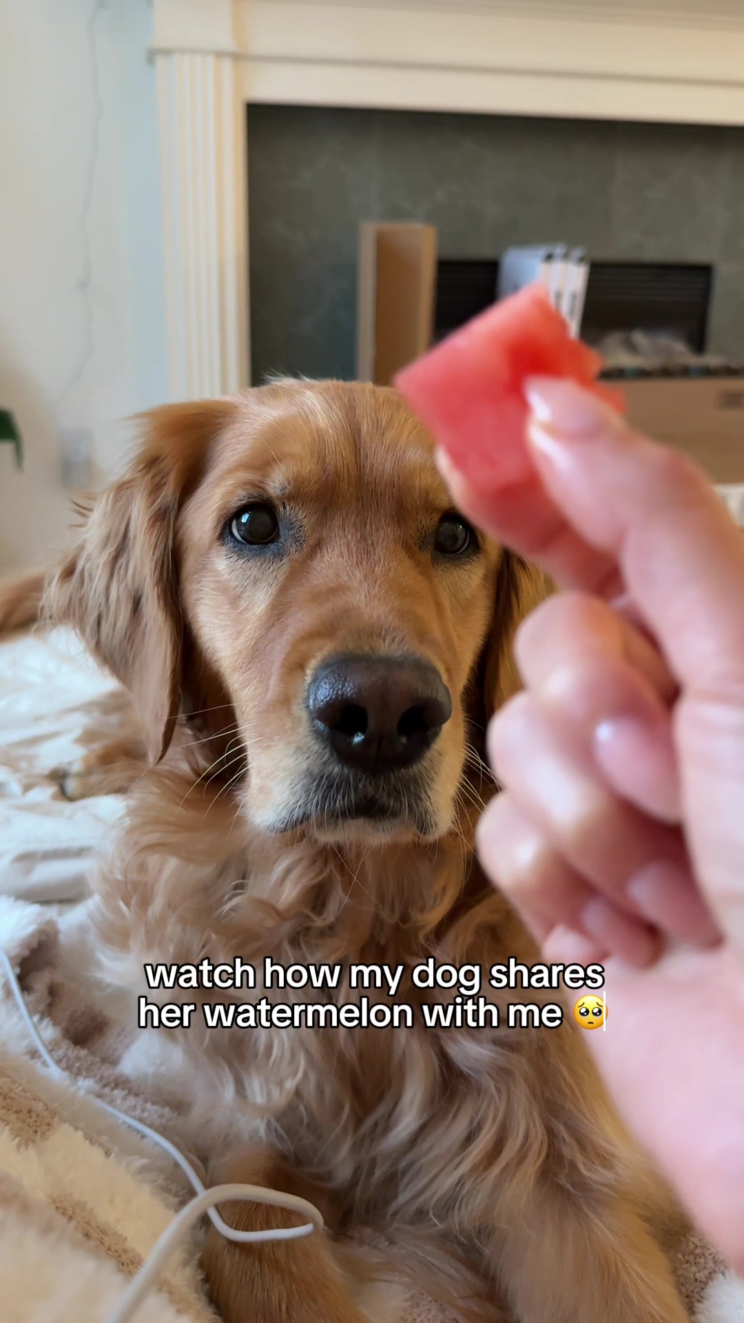 @ayce & aria 🐶