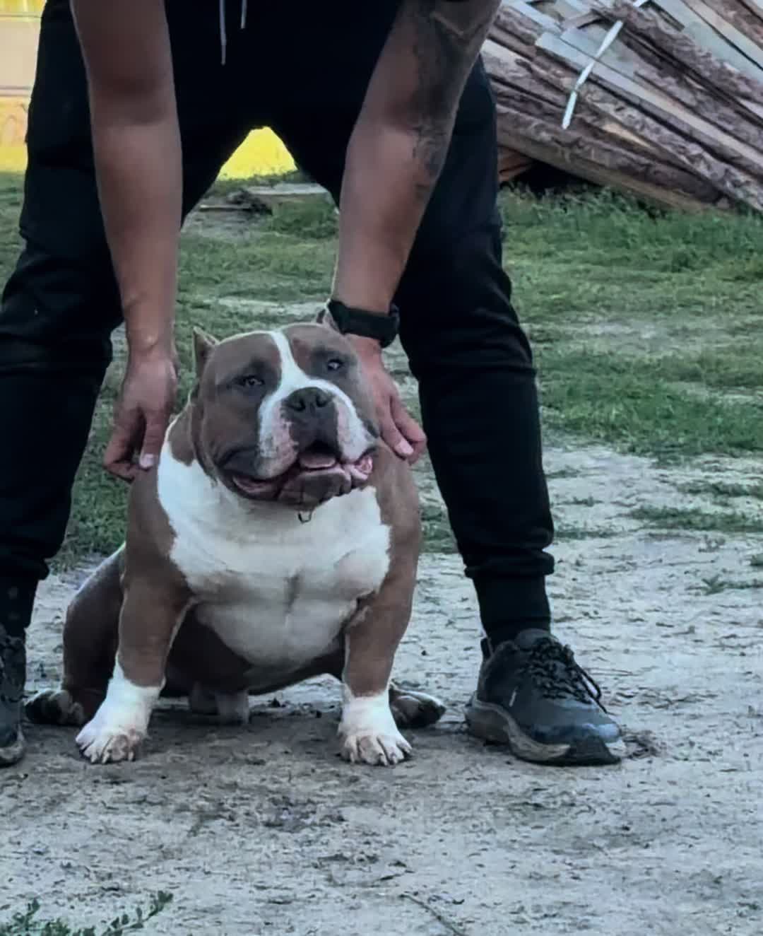 @TopQualityBullyKennel