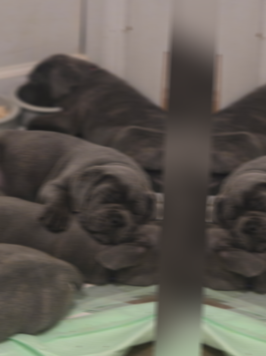 @Brandon and Blue Kennels LLC