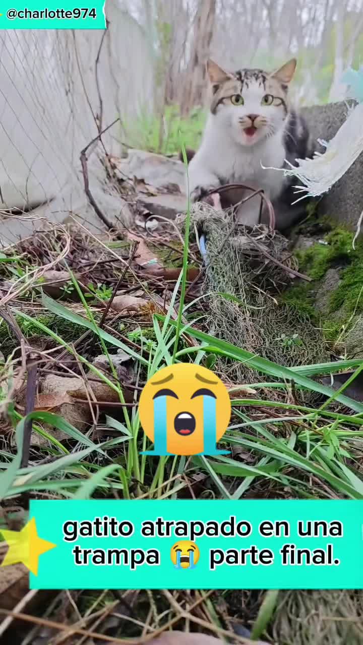 @Charlotte🐕&zwj;🦺🐈🐕🦬🐐🐎🐄🐒