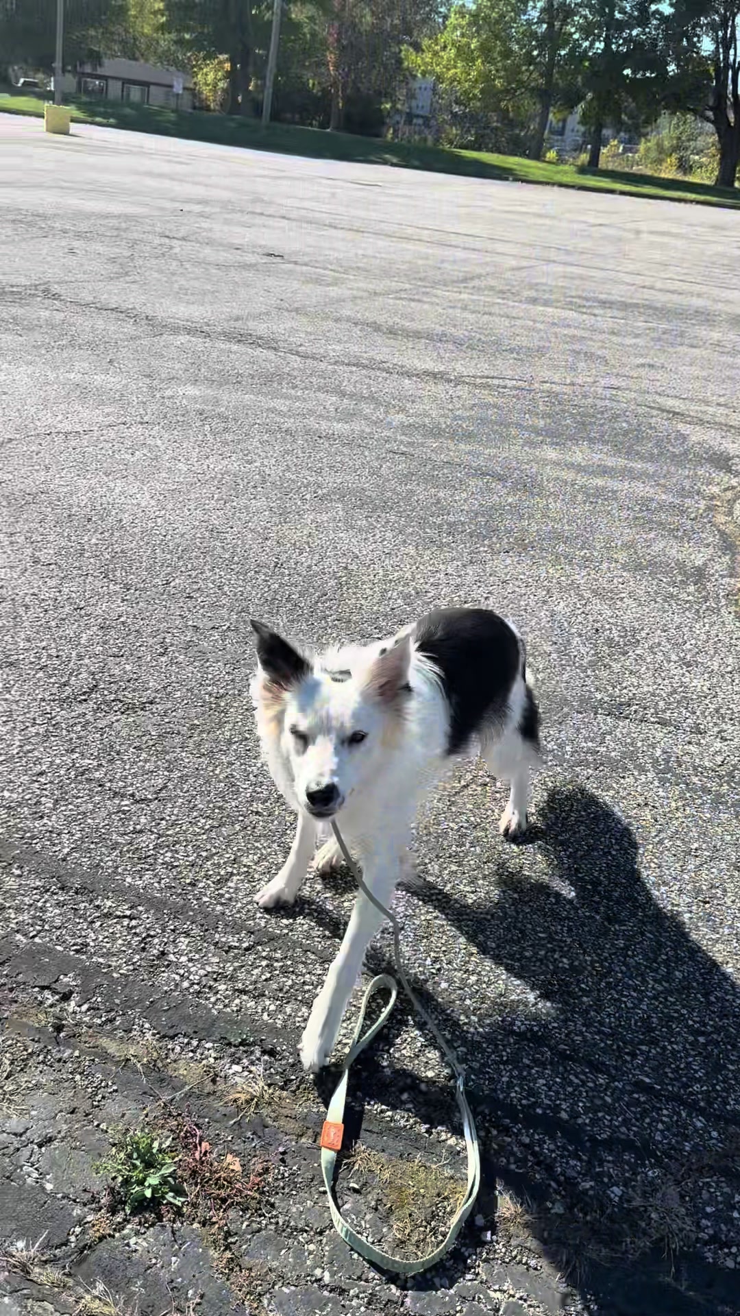@Kaitlyn’s _crazy_k9_crew