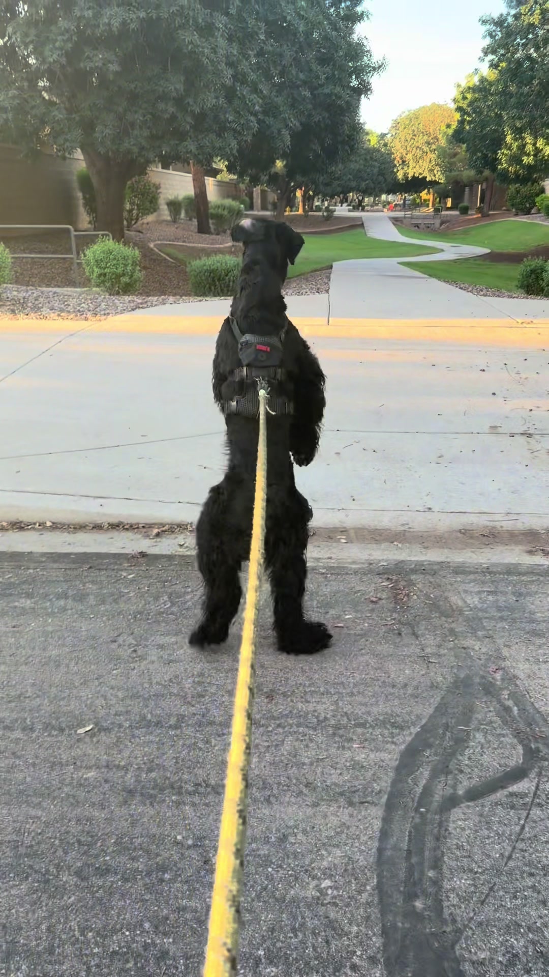 @Fiona Walks