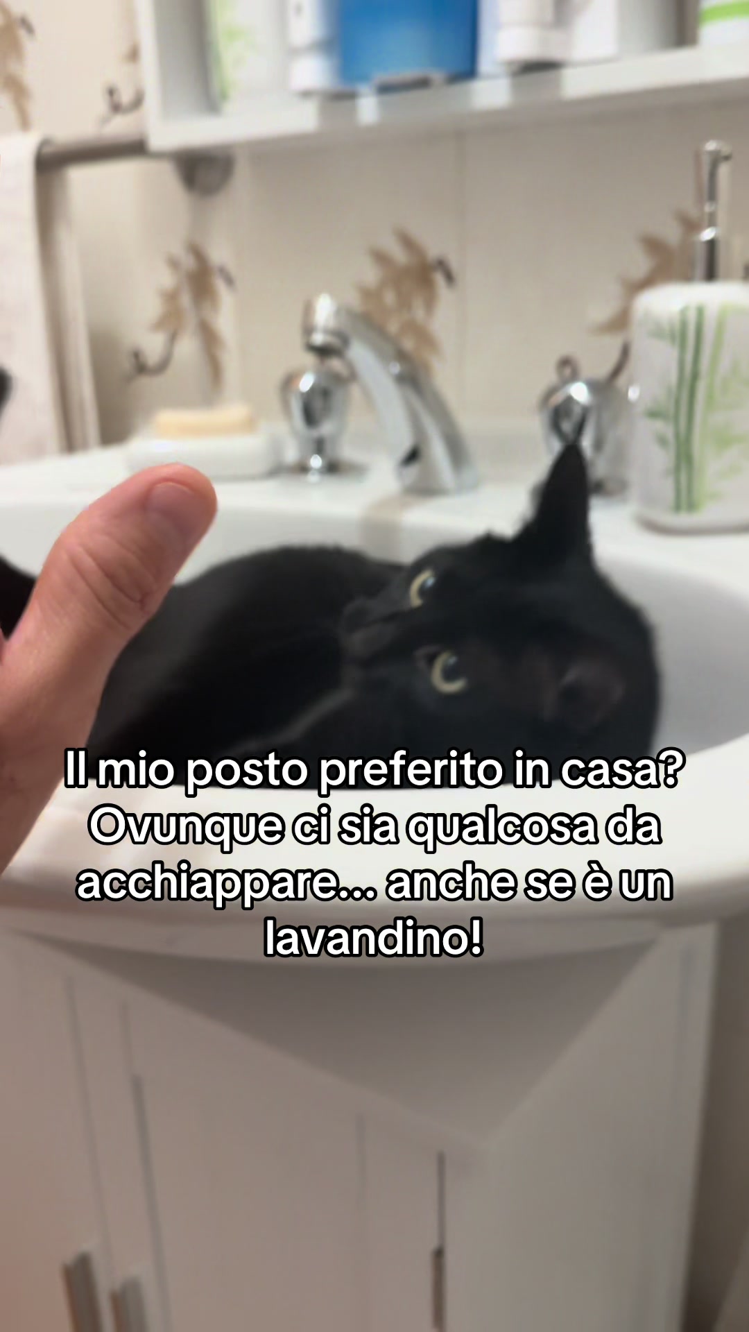 @miky tomaiuolo