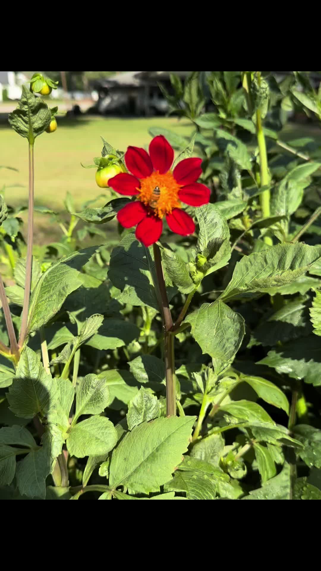 @The FlowerNP