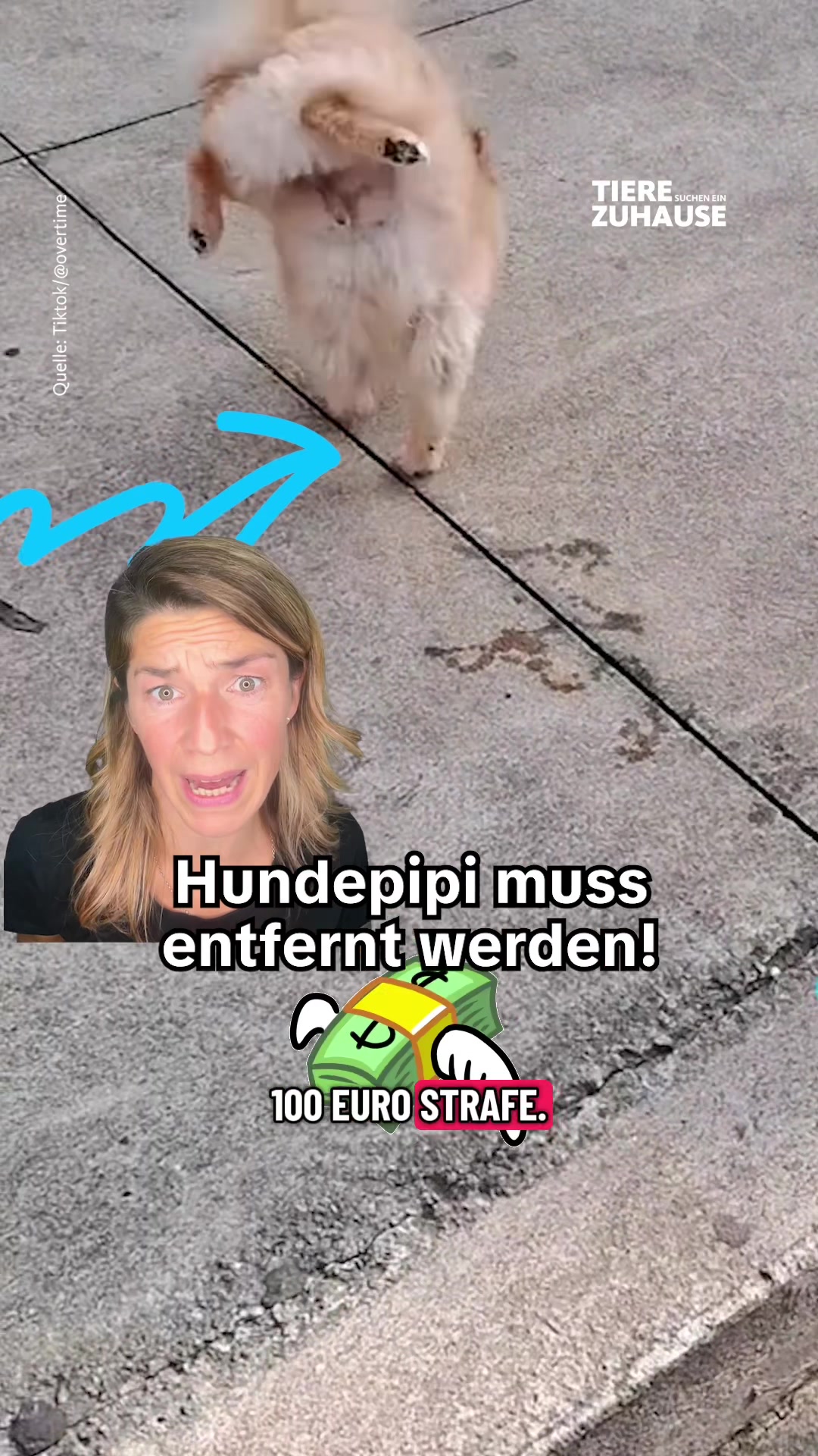 @Tiere suchen ein Zuhause