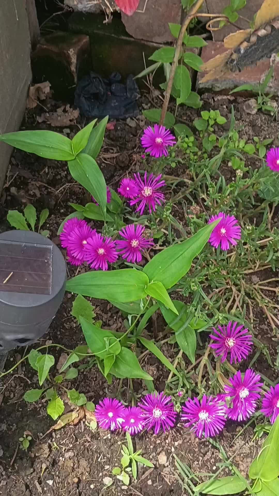 @DakotaD | the scenic gardener