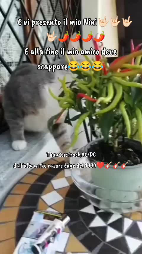 @debora