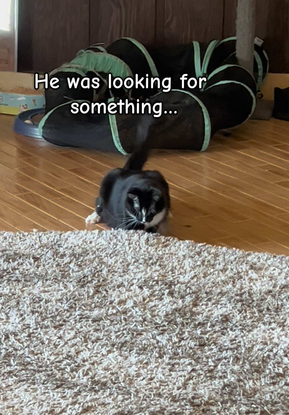 @presleythetuxie