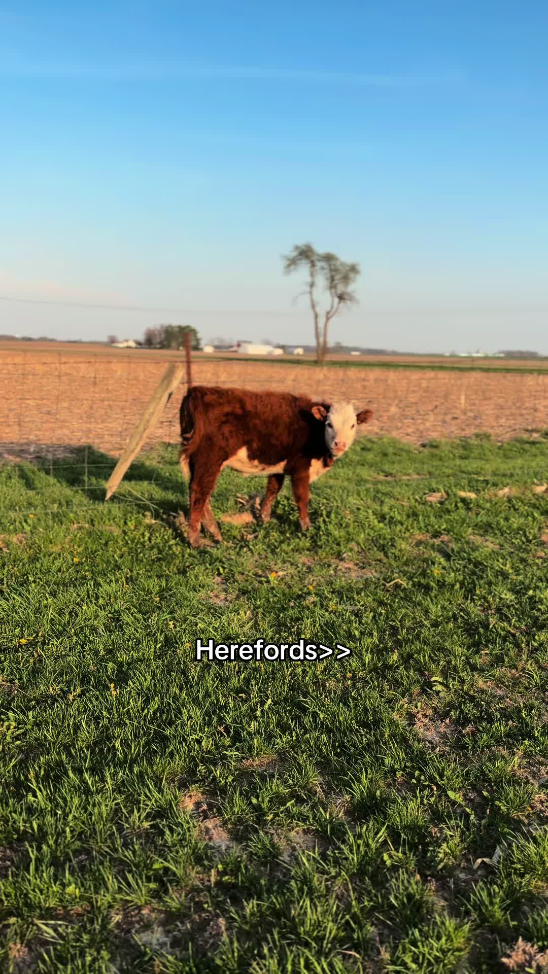 @Sylvia🐄