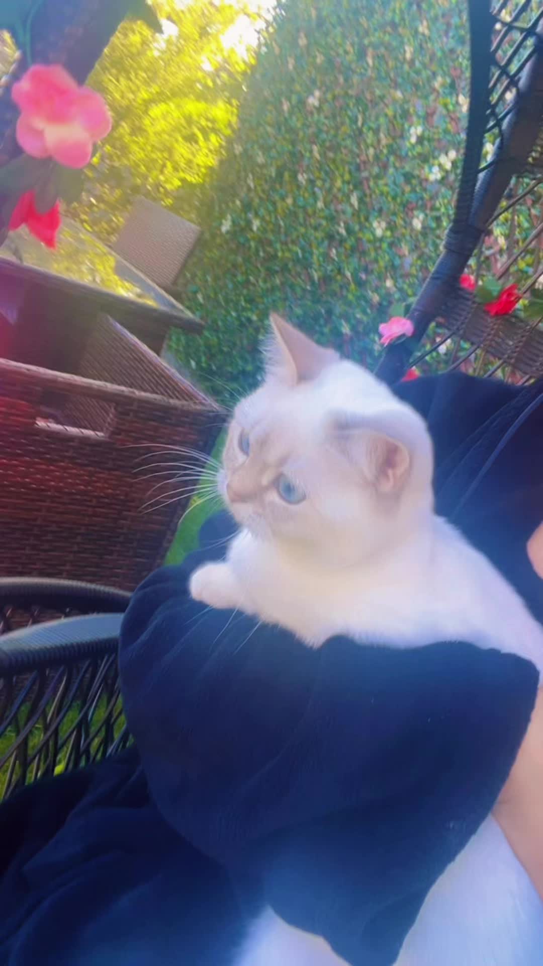 @🕊️