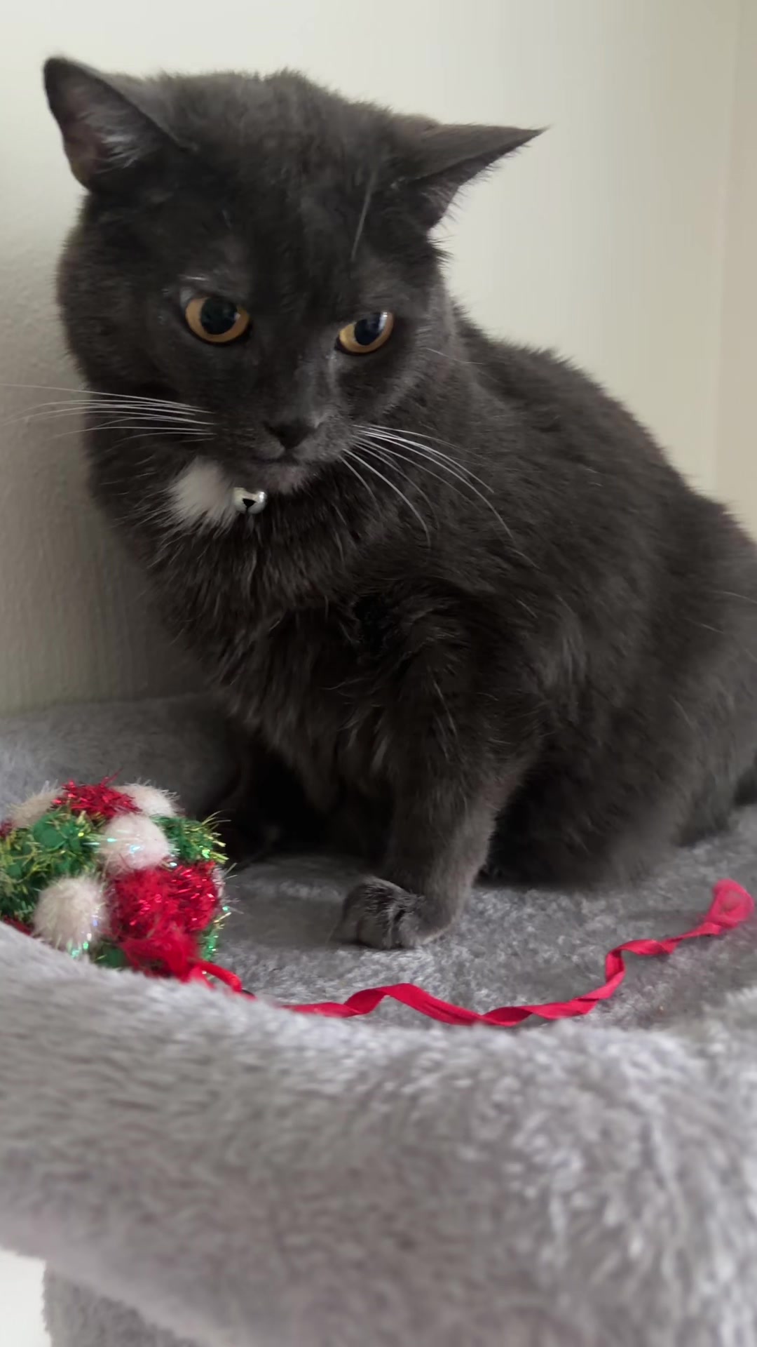 @zeldathecutecat