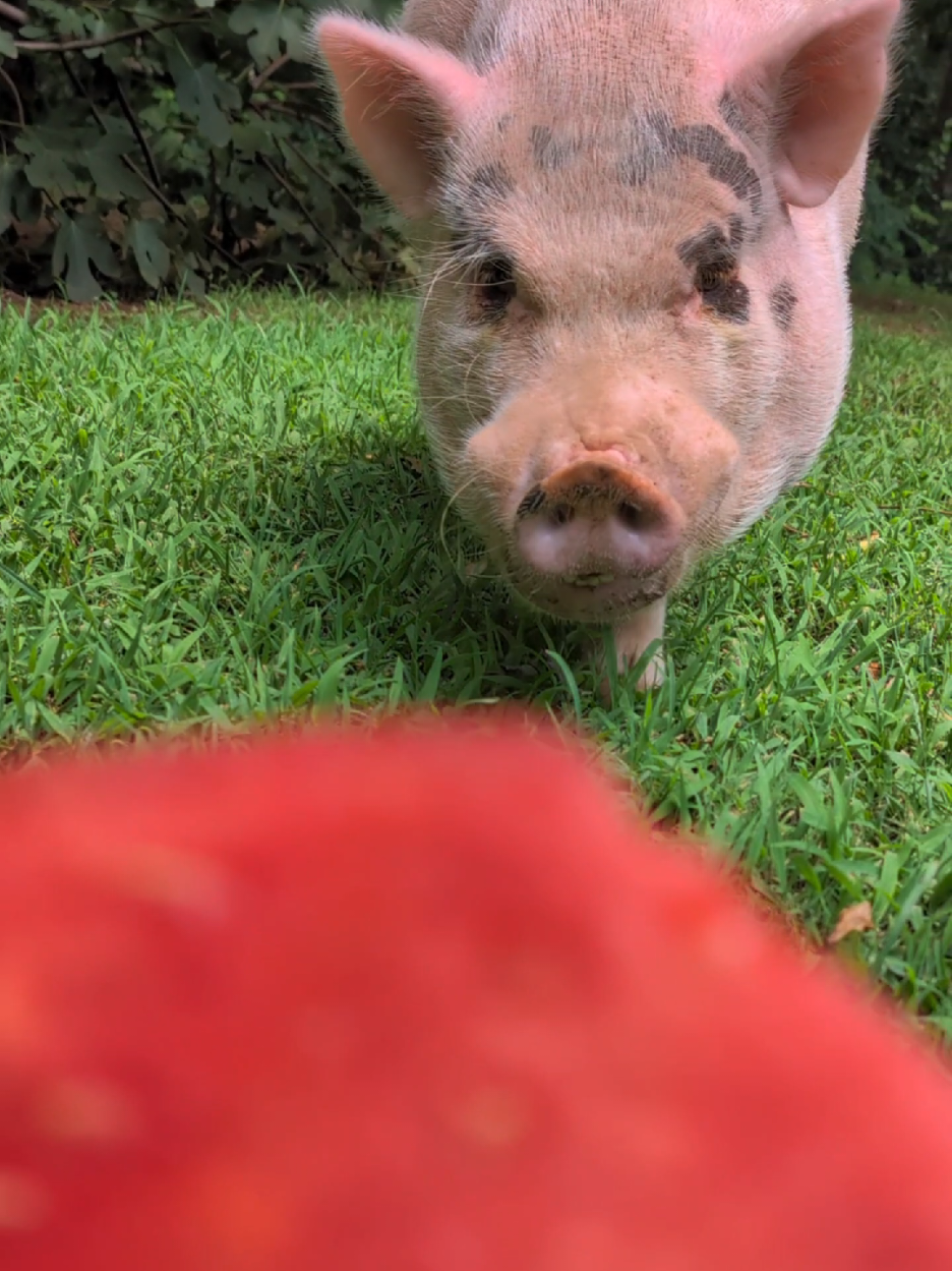 @OnePigHappyFamily