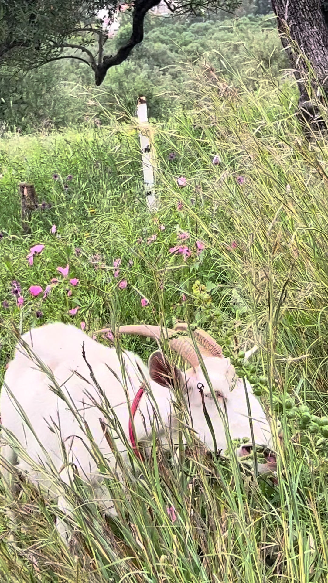@Goat Farme🐐❤️