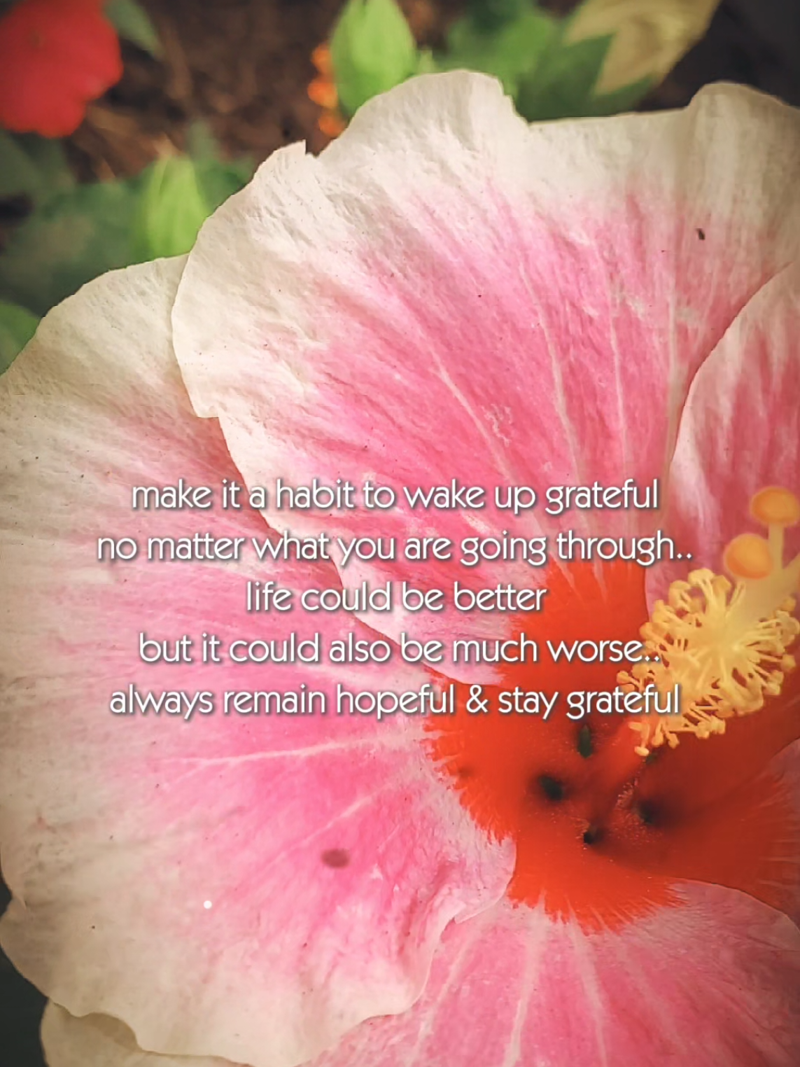 @CrayzHottie✝️🌻❤️