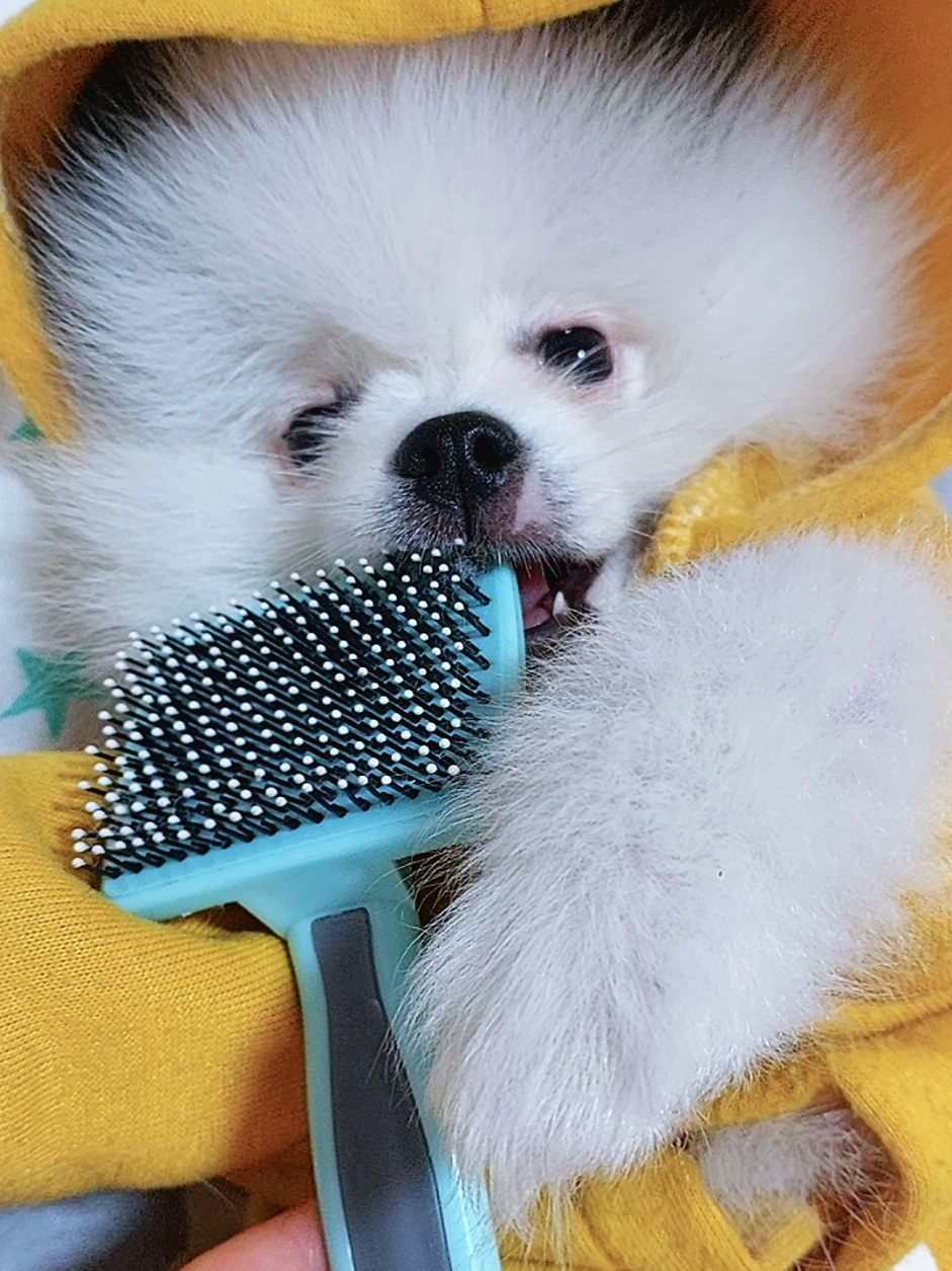 @Миша🐶 Стеша😺 Дуня🐭