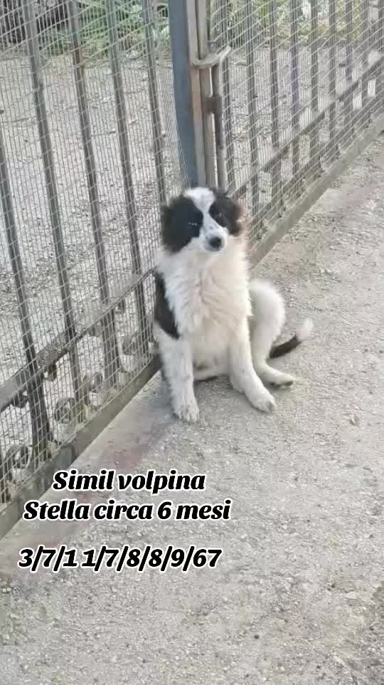 @I randagi di nessuno