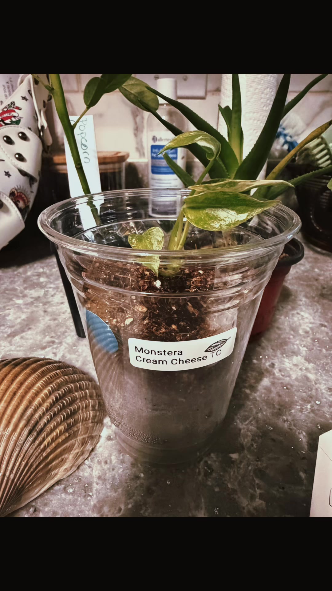 @paintedladyplants