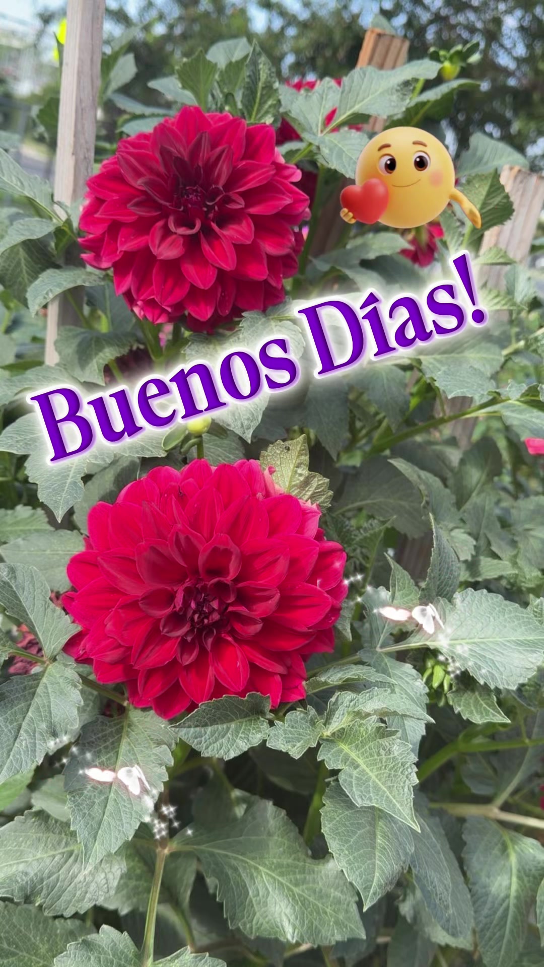 @GCU♥️🇲🇽