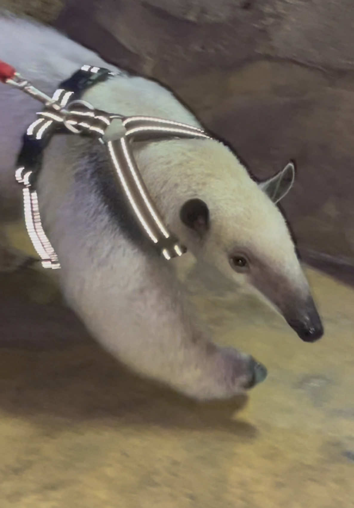 @memphiszoo
