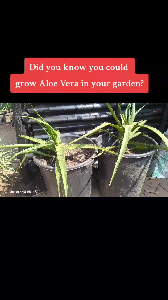 @Plants&PlantersbyChefJ (AJE)
