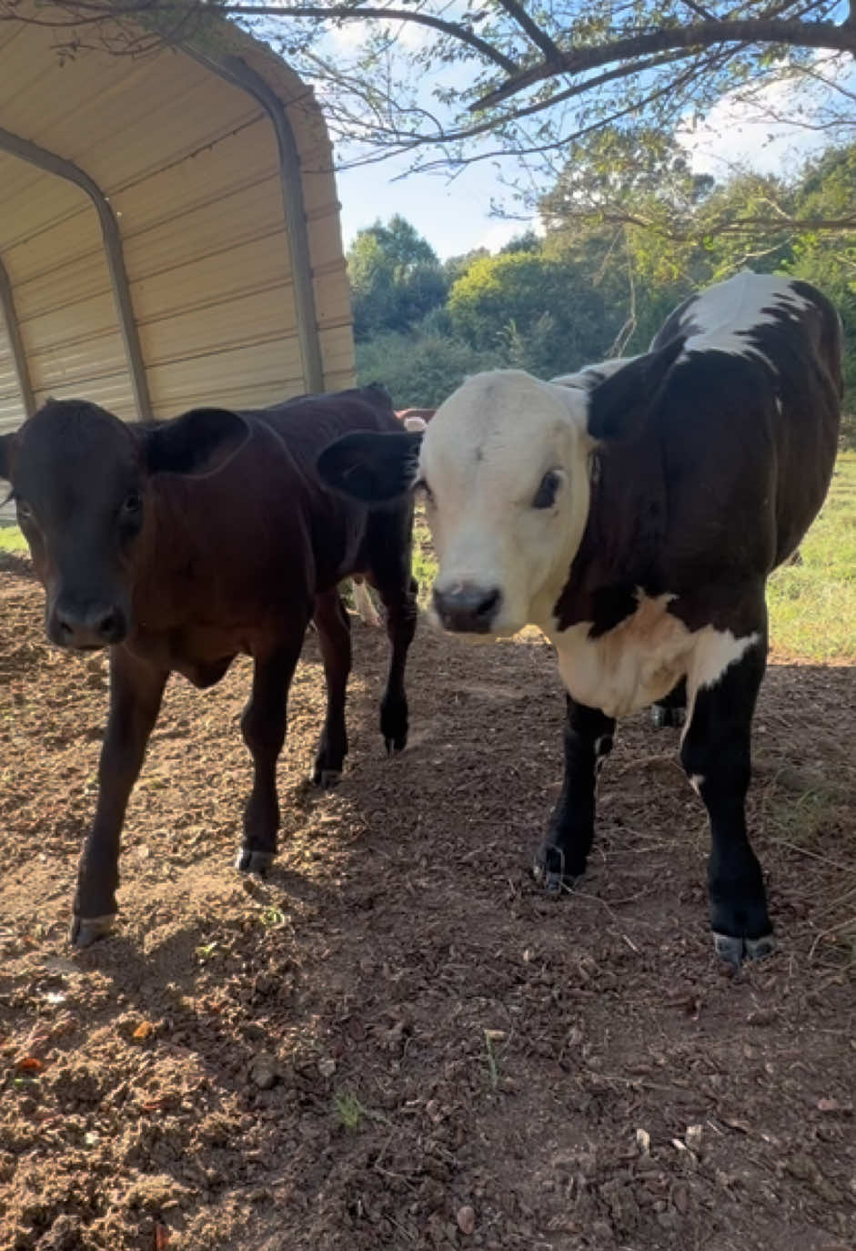 @Georgia Farm Girl
