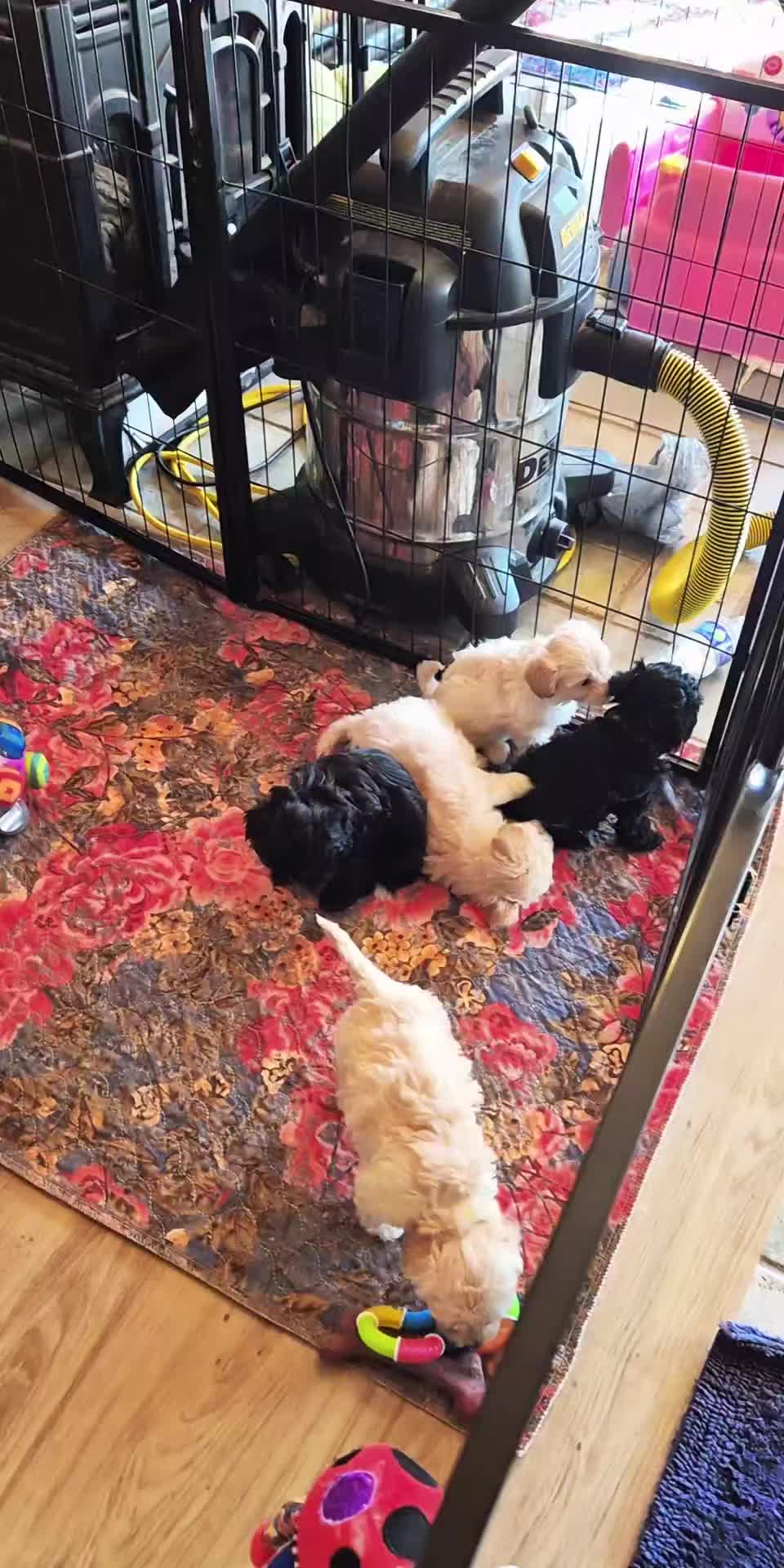 @Barb's Precious Pups