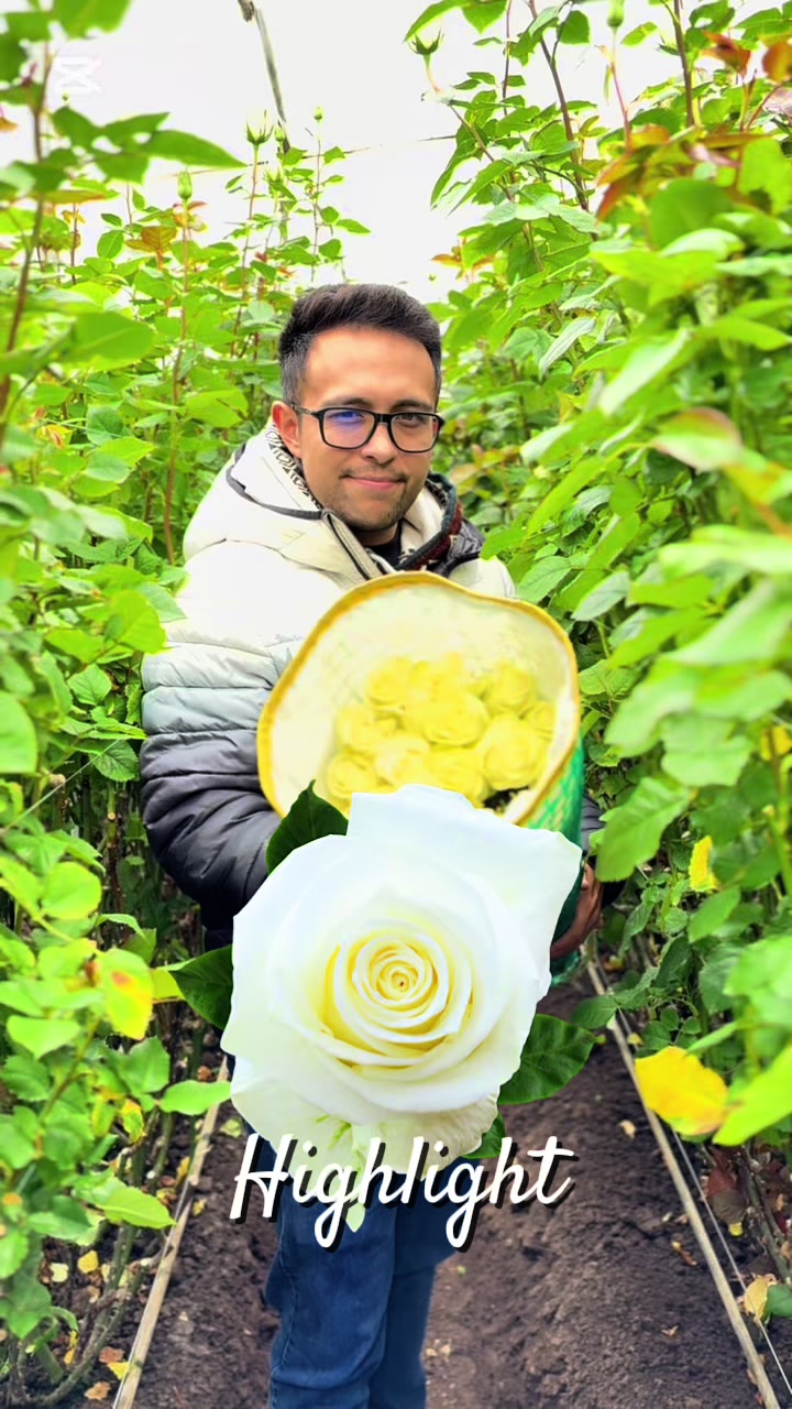 @Eden Roses