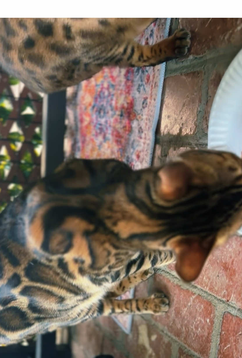 @Jasper🐆Bella🐆Safari🐆