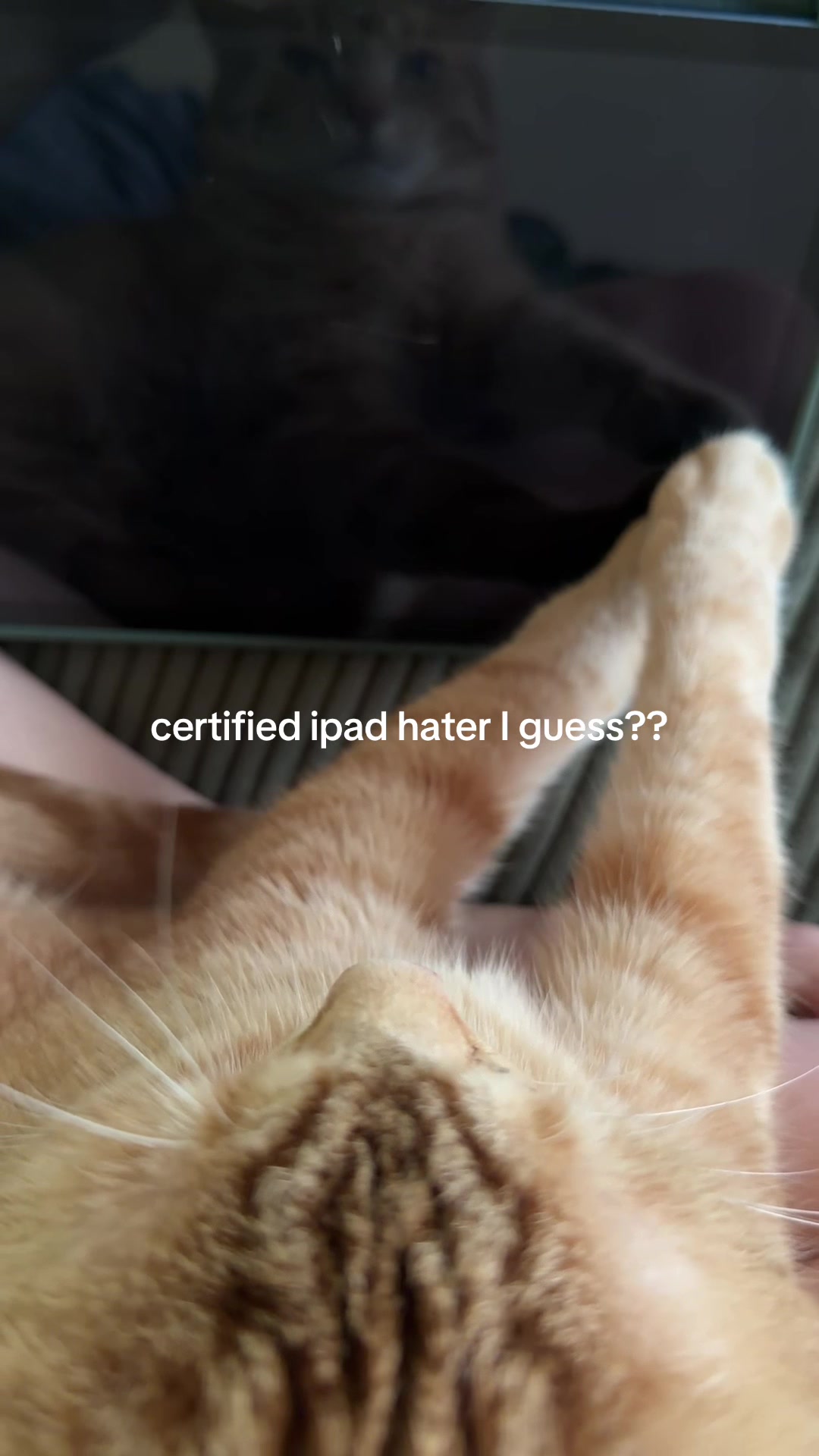 @bink the big orange cat