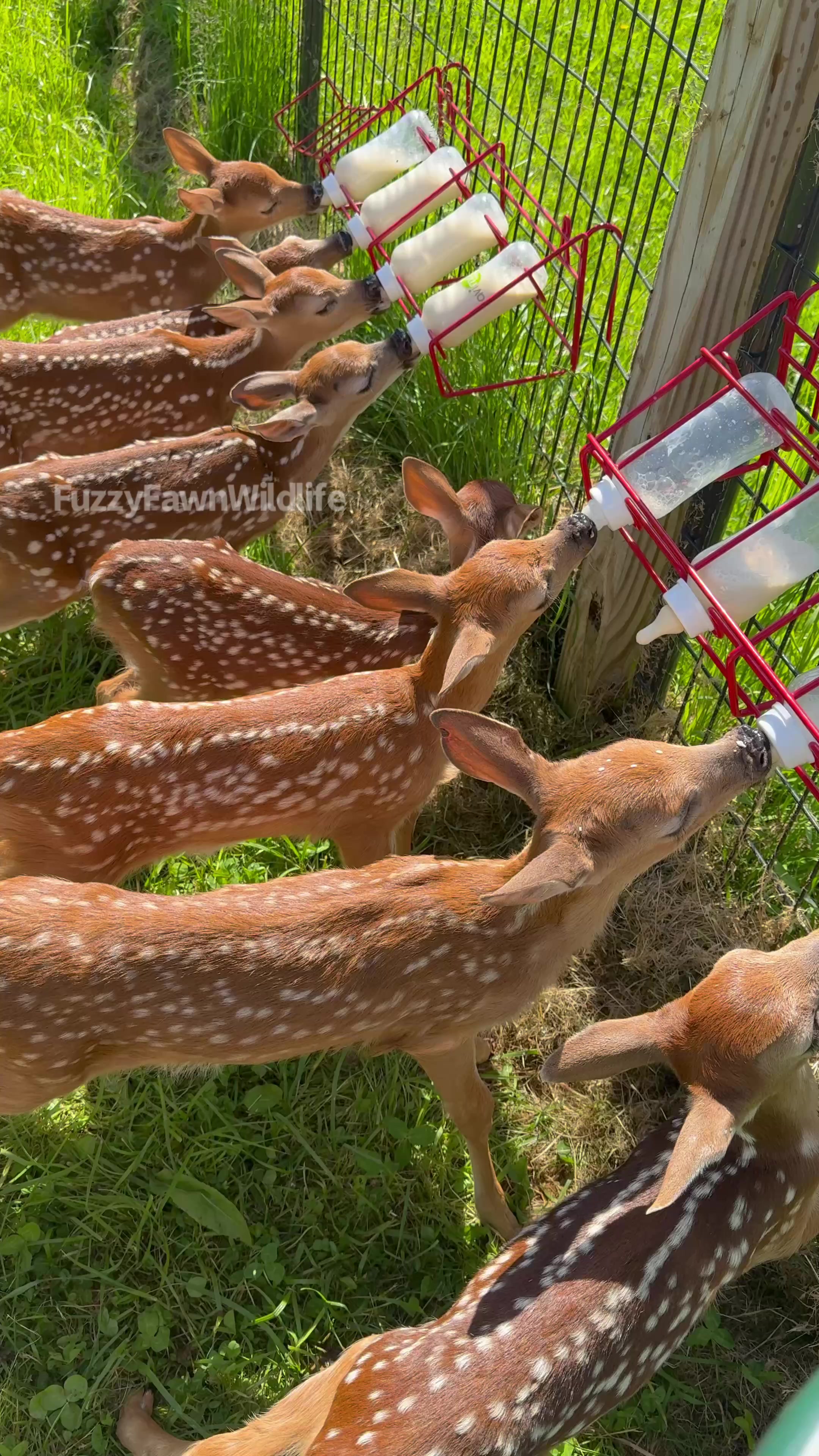 @Fuzzy Fawn Wildlife