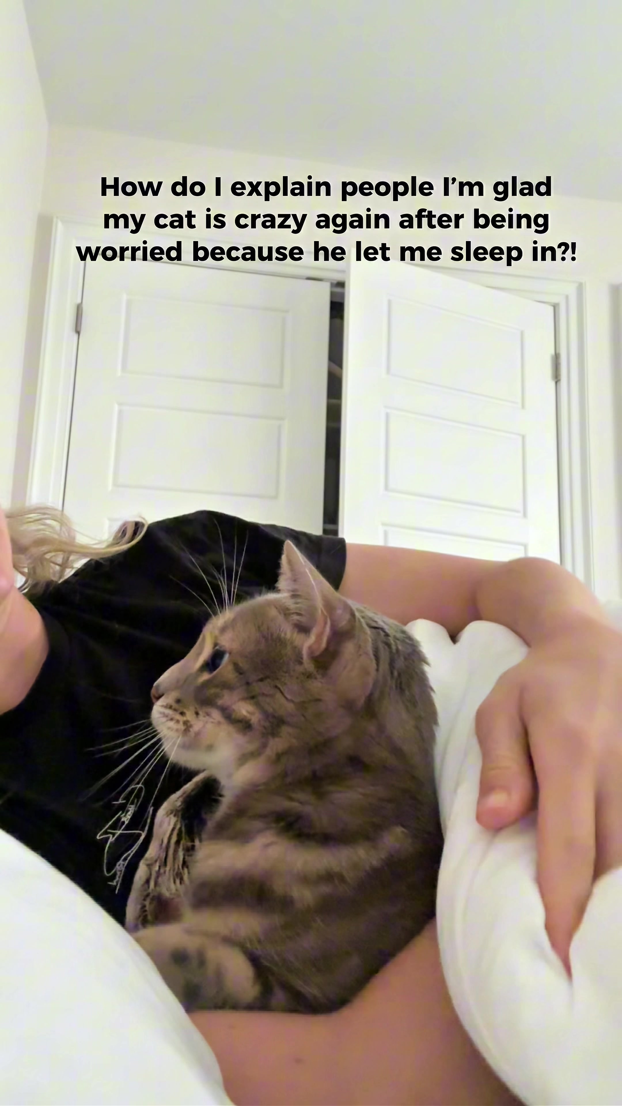 @Mochi the Bengal