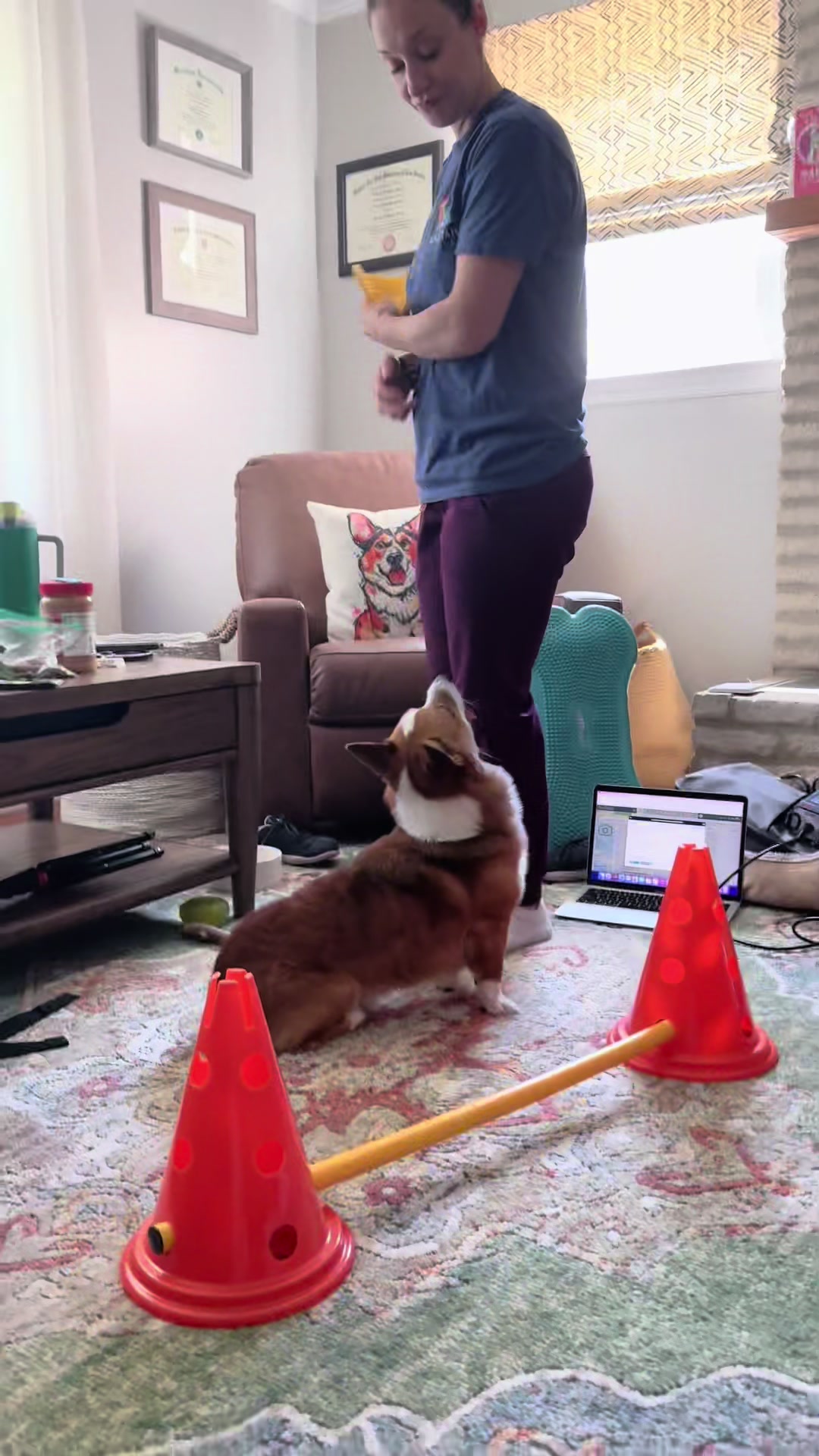 @South Jersey Corgi Rescue